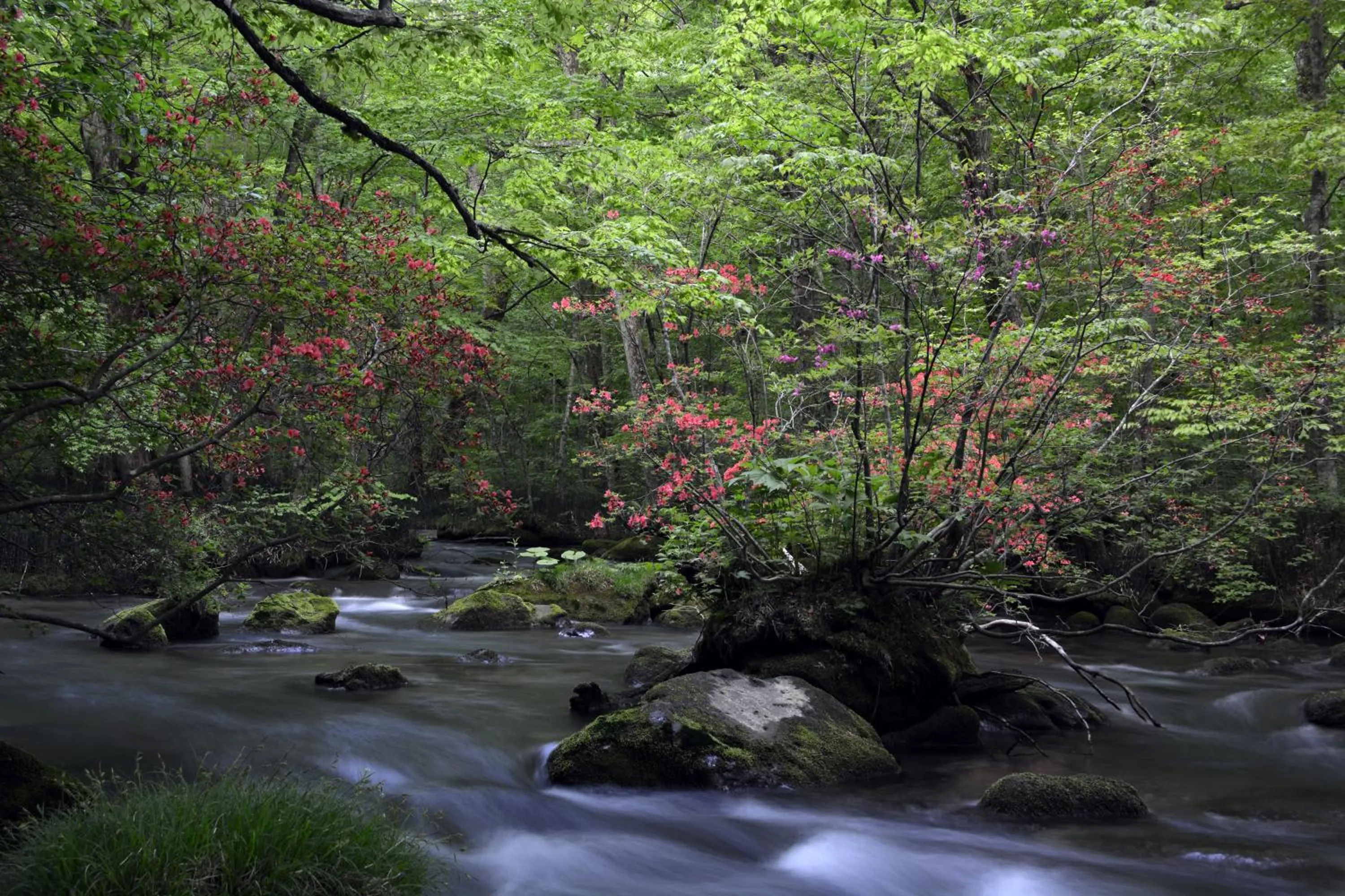 Natural landscape in Oirase Guest house KEGETSU