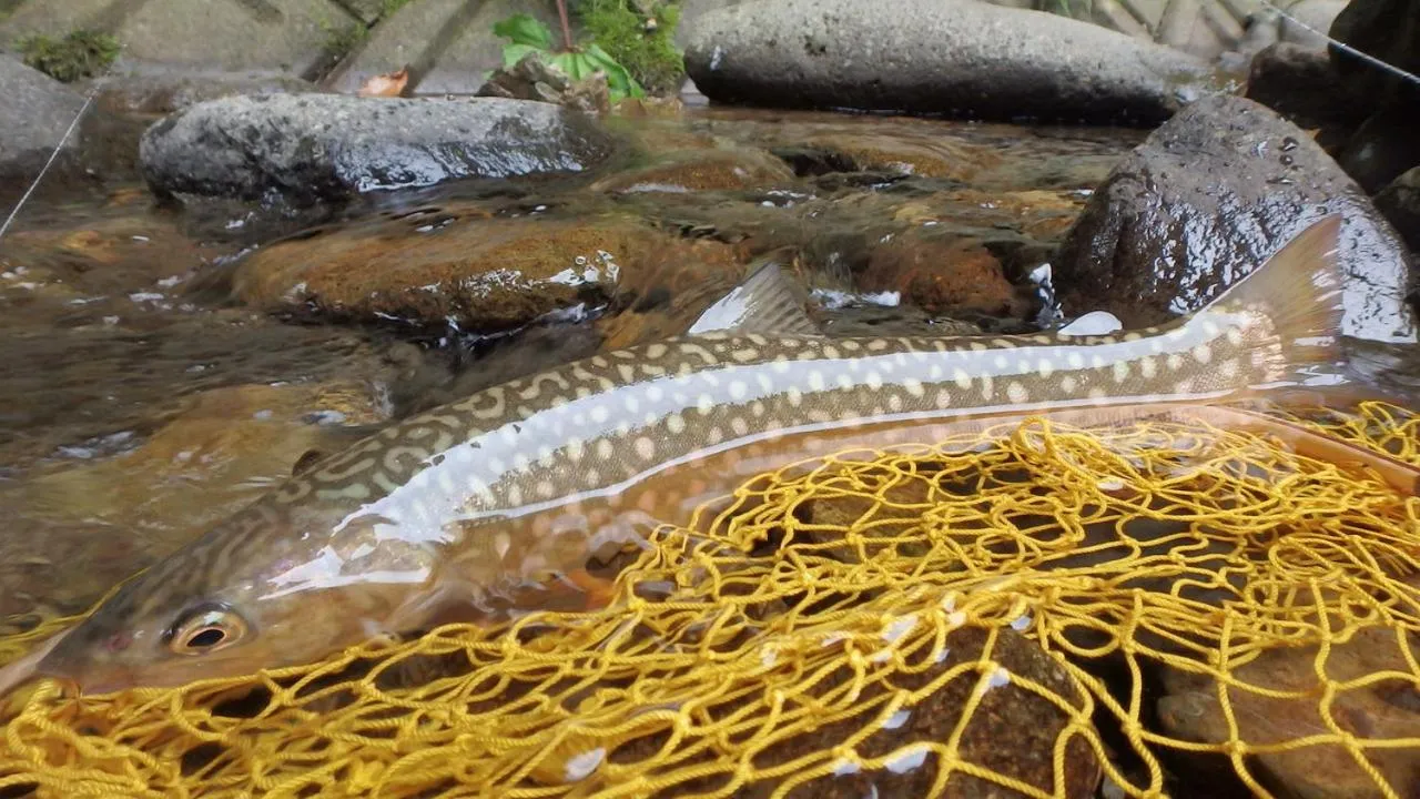 Oirase Guest house KEGETSU