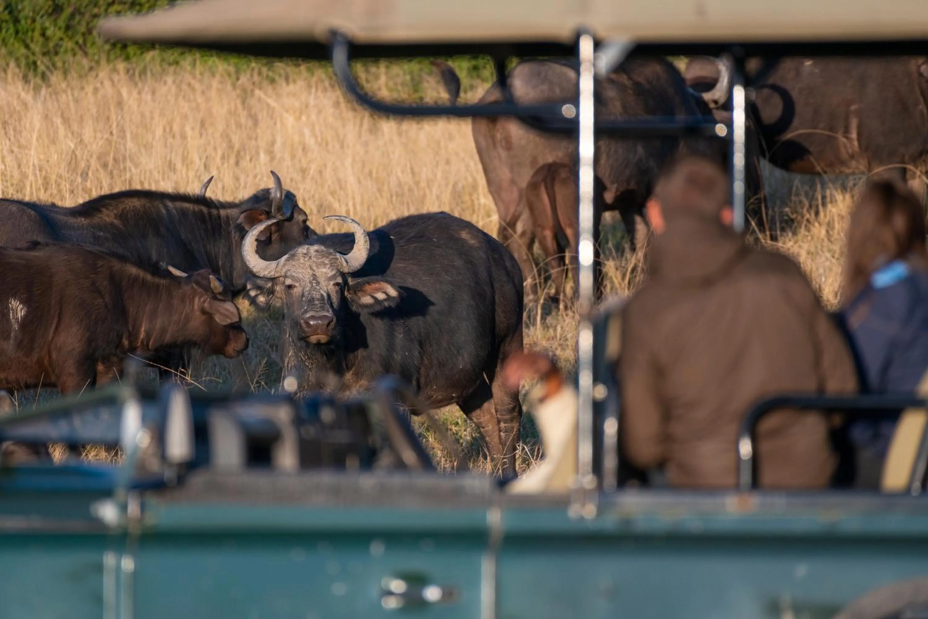 Activities in Addo Elephant Safari Lodge - Bellevue Forest Reserve
