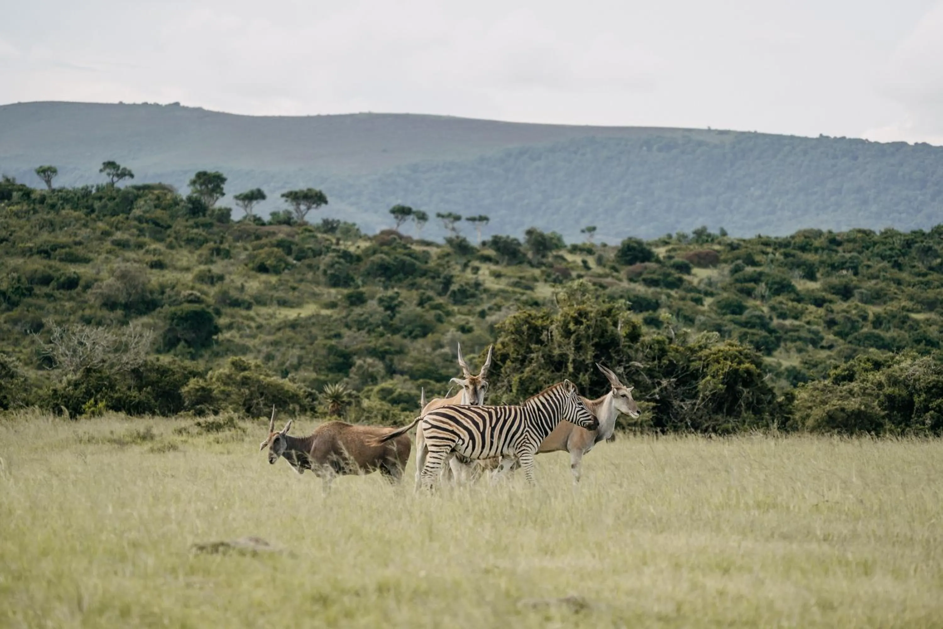 Animals in Addo Elephant Safari Lodge - Bellevue Forest Reserve