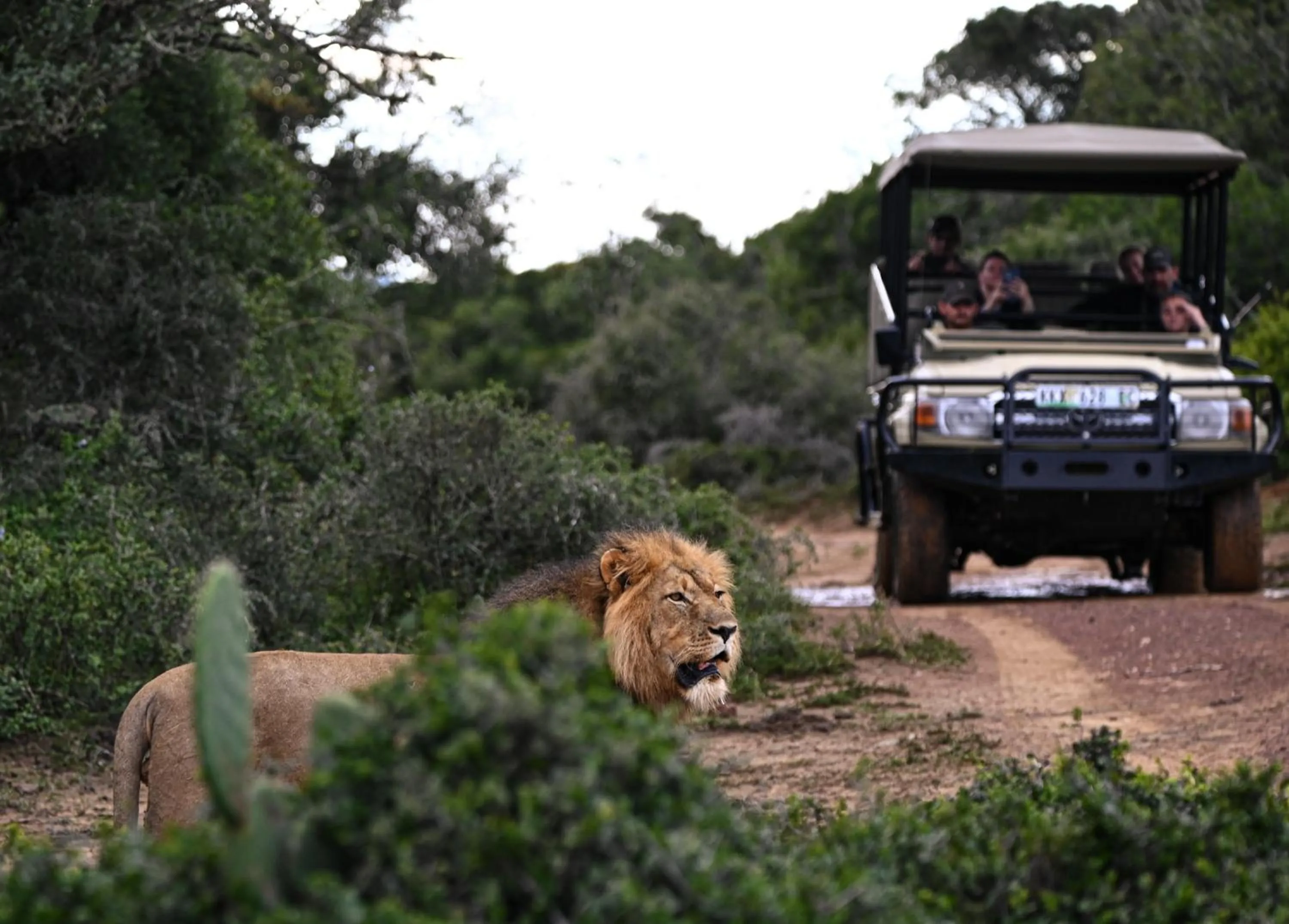 People in Addo Elephant Safari Lodge - Bellevue Forest Reserve