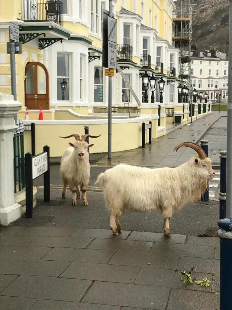 Animals in Merrion Hotel
