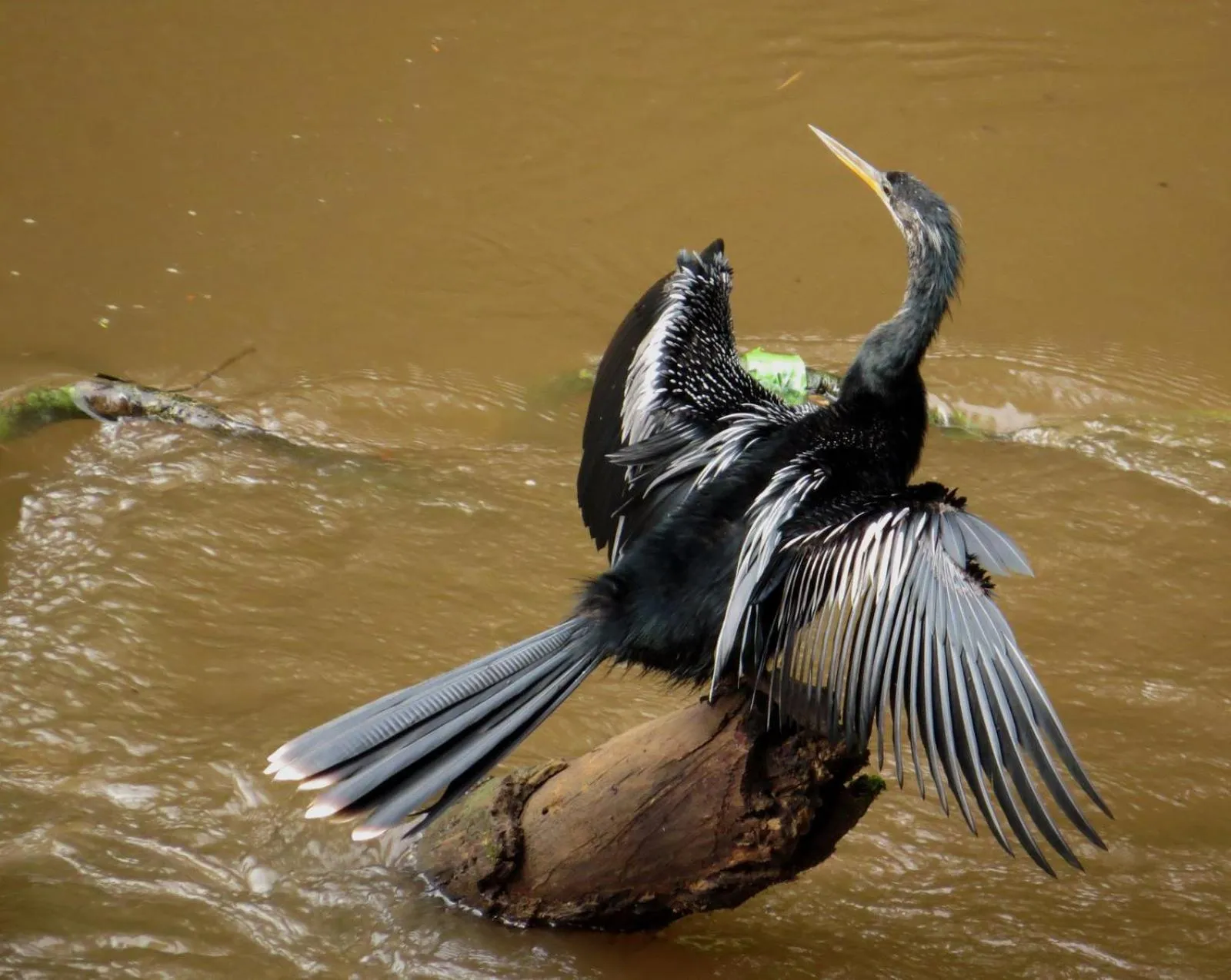 Day in La Selva Biological Station