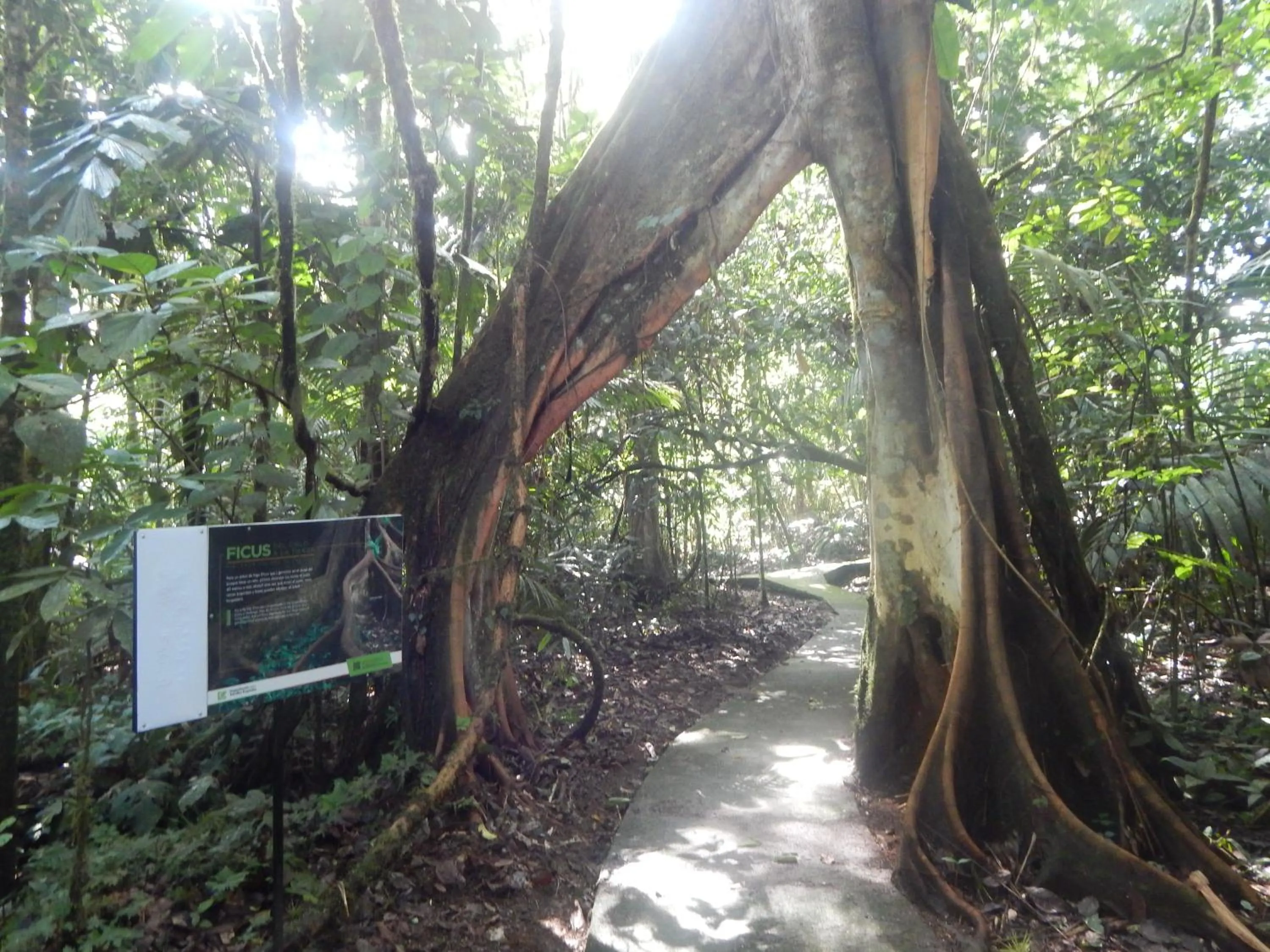 Garden in La Selva Biological Station