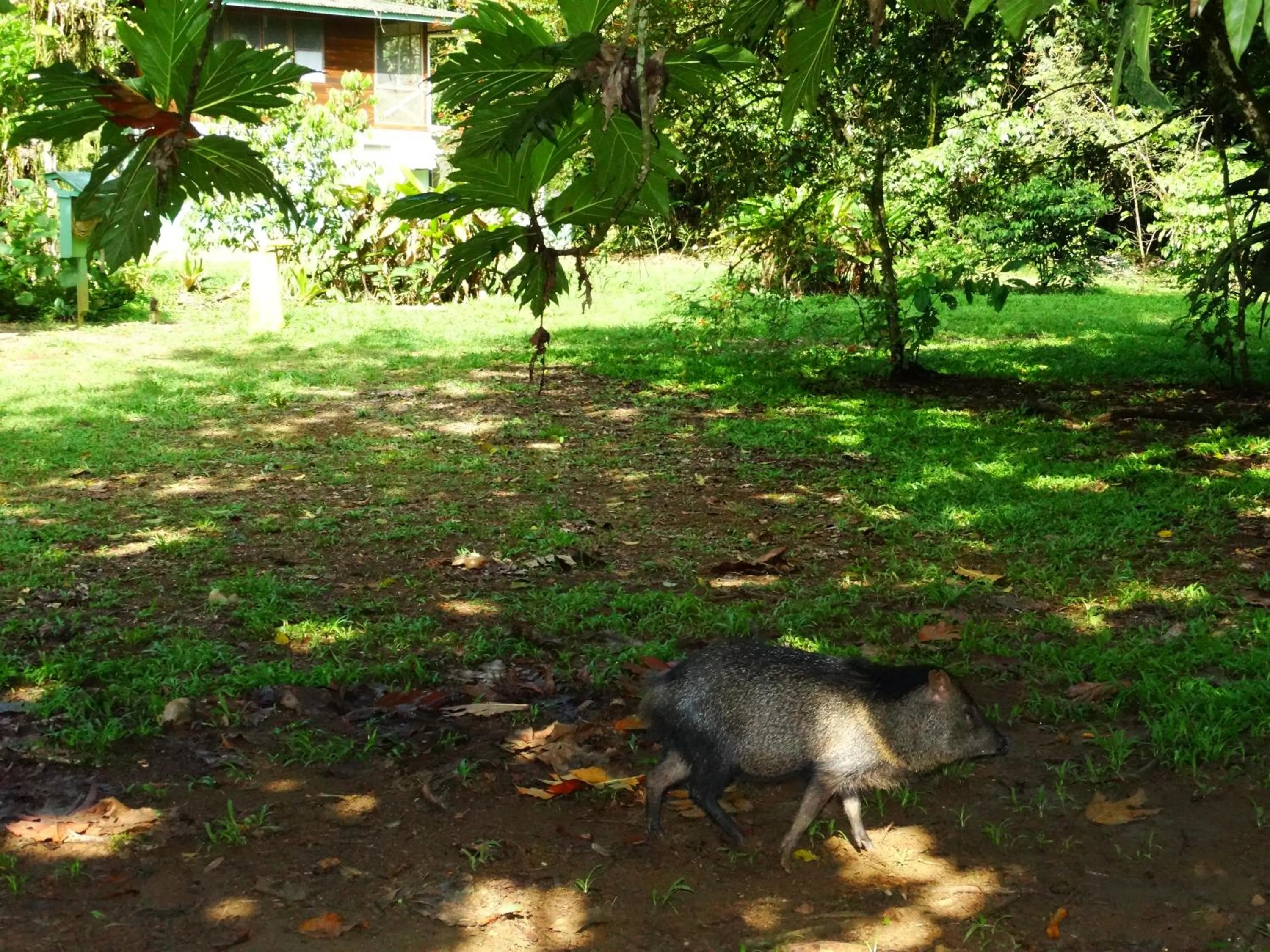 Garden in La Selva Biological Station