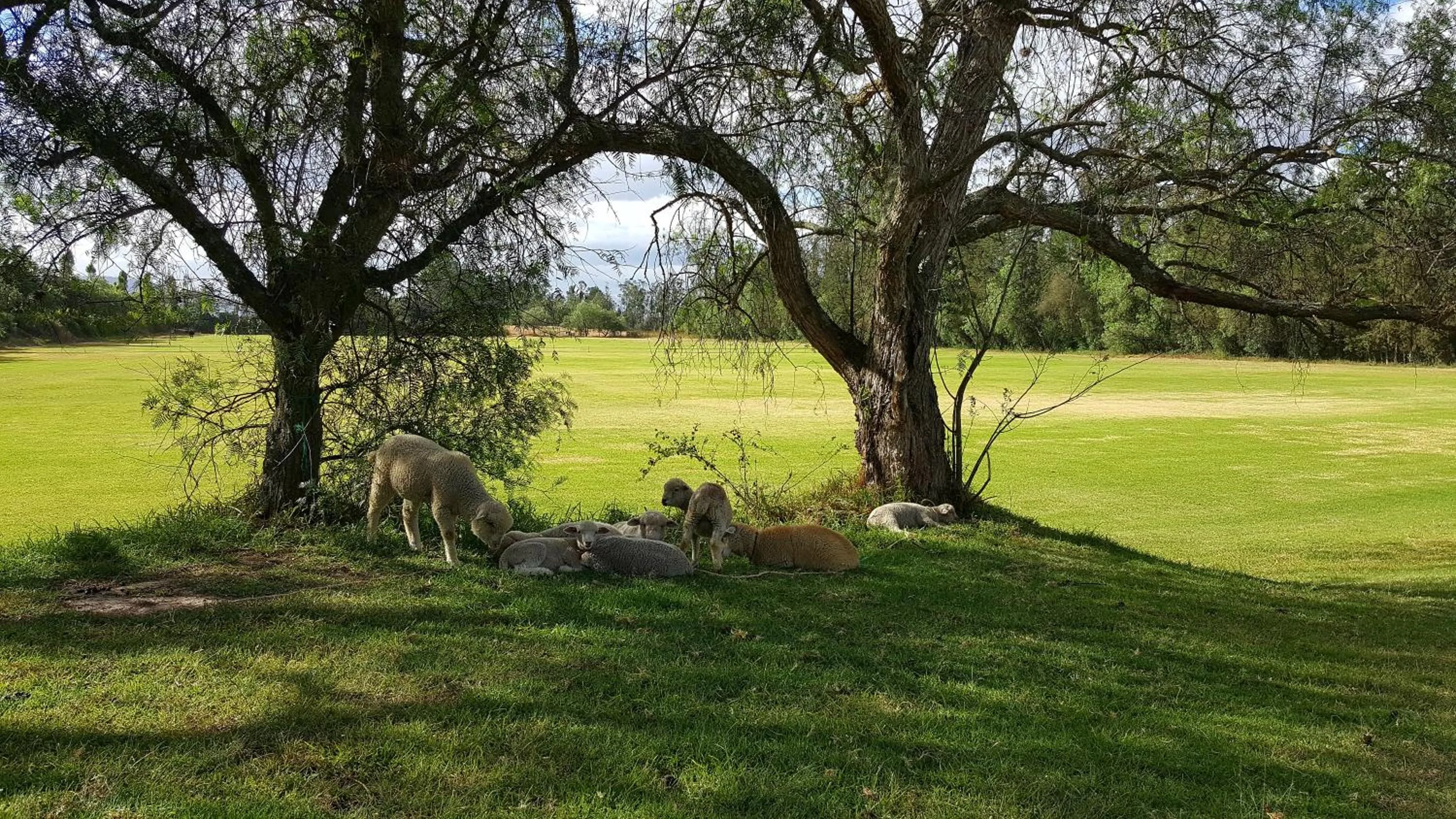 Garden in La Palma Polo Hotel - Airport Area