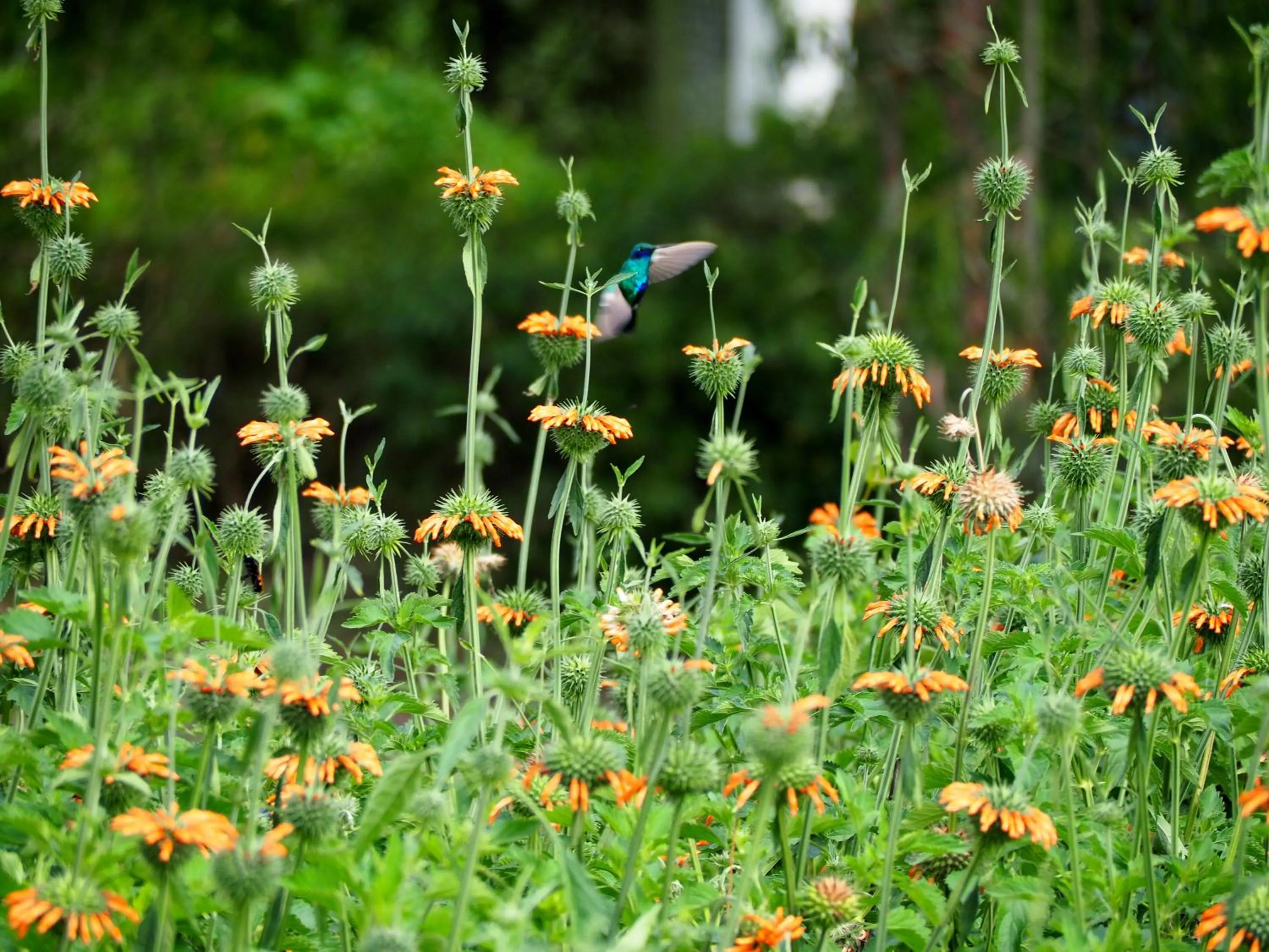 Garden in La Palma Polo Hotel - Airport Area