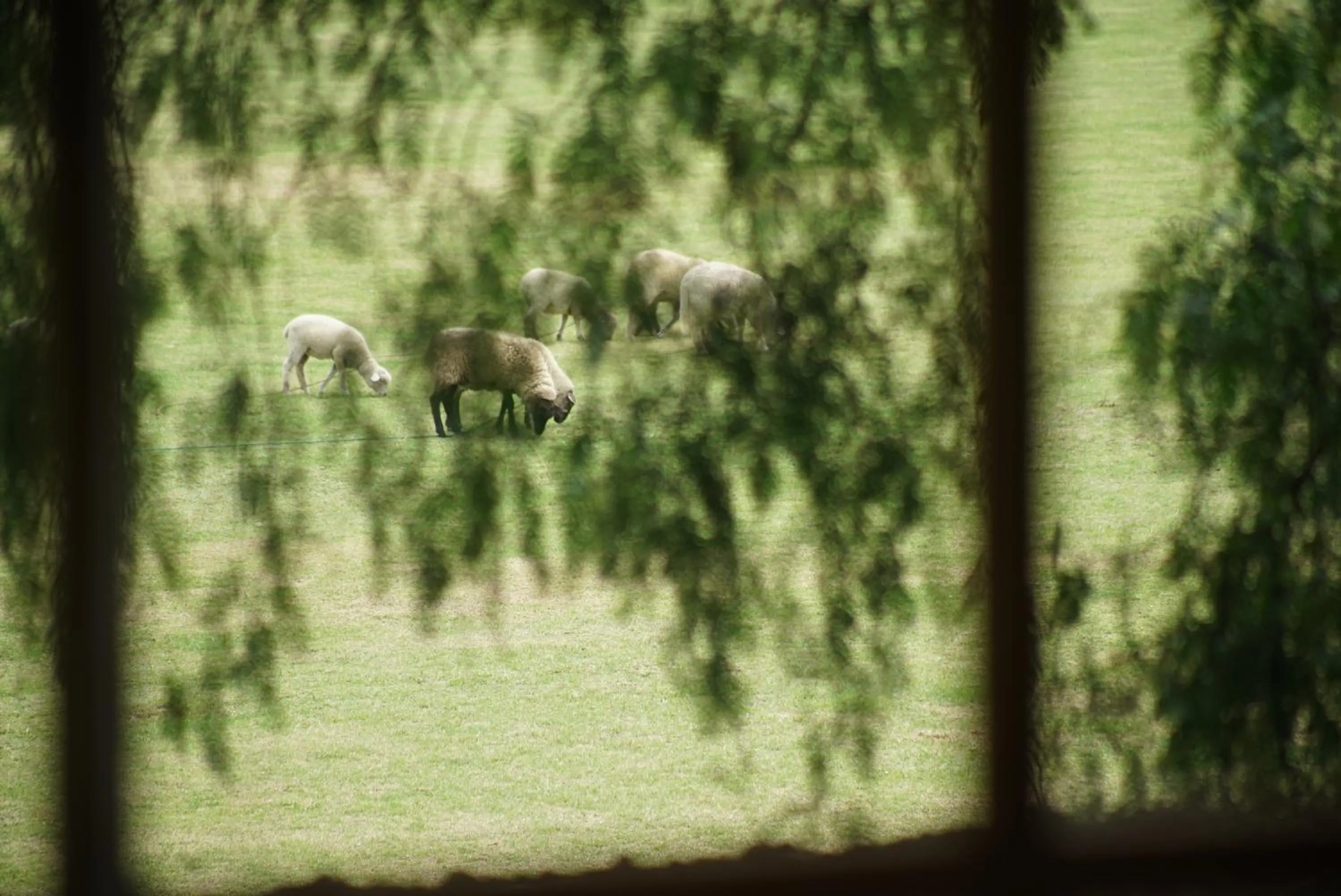 Pets in La Palma Polo Hotel - Airport Area