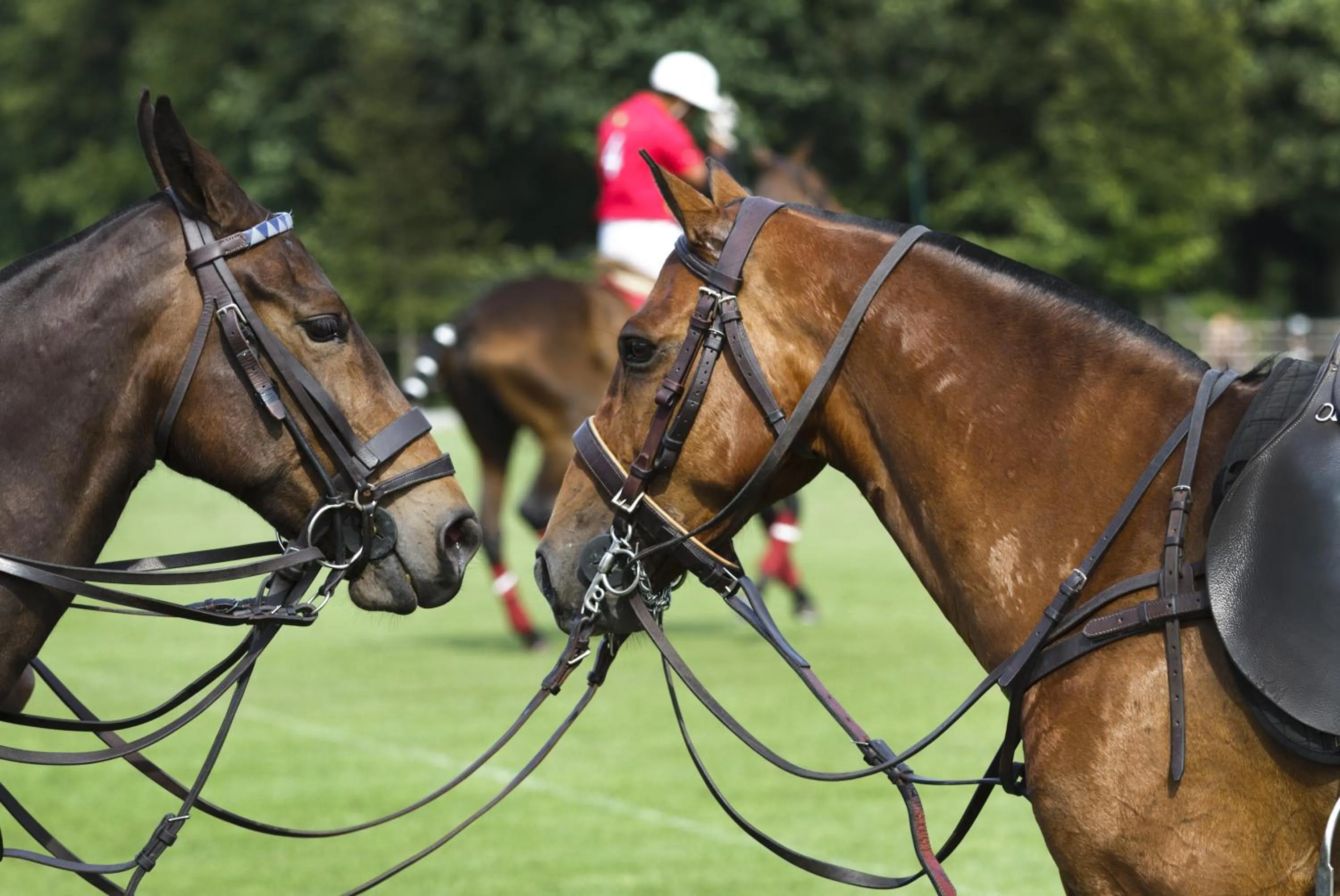 Horse-riding in La Palma Polo Hotel - Airport Area