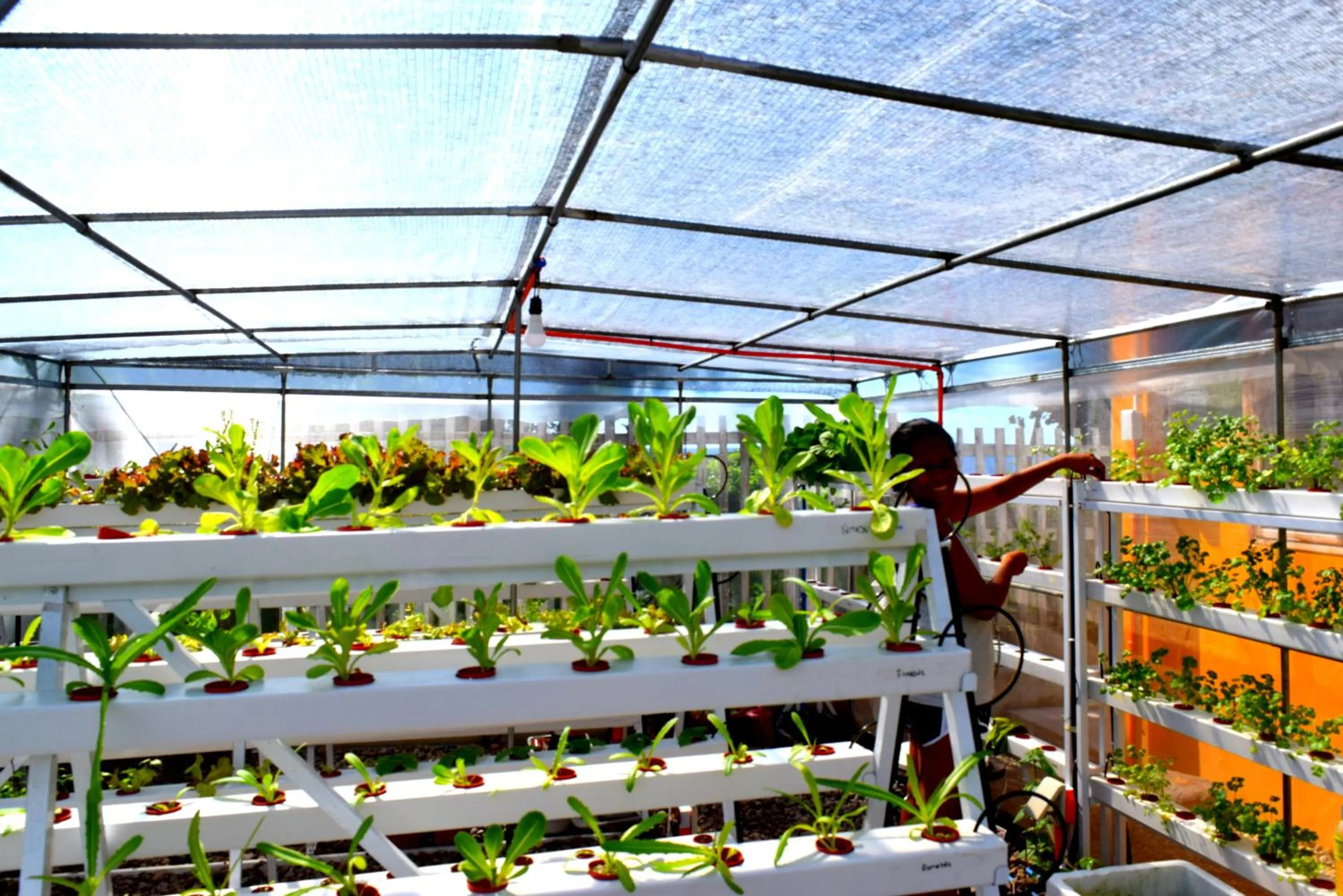 Animals in Guerrera Rice Paddy Villas