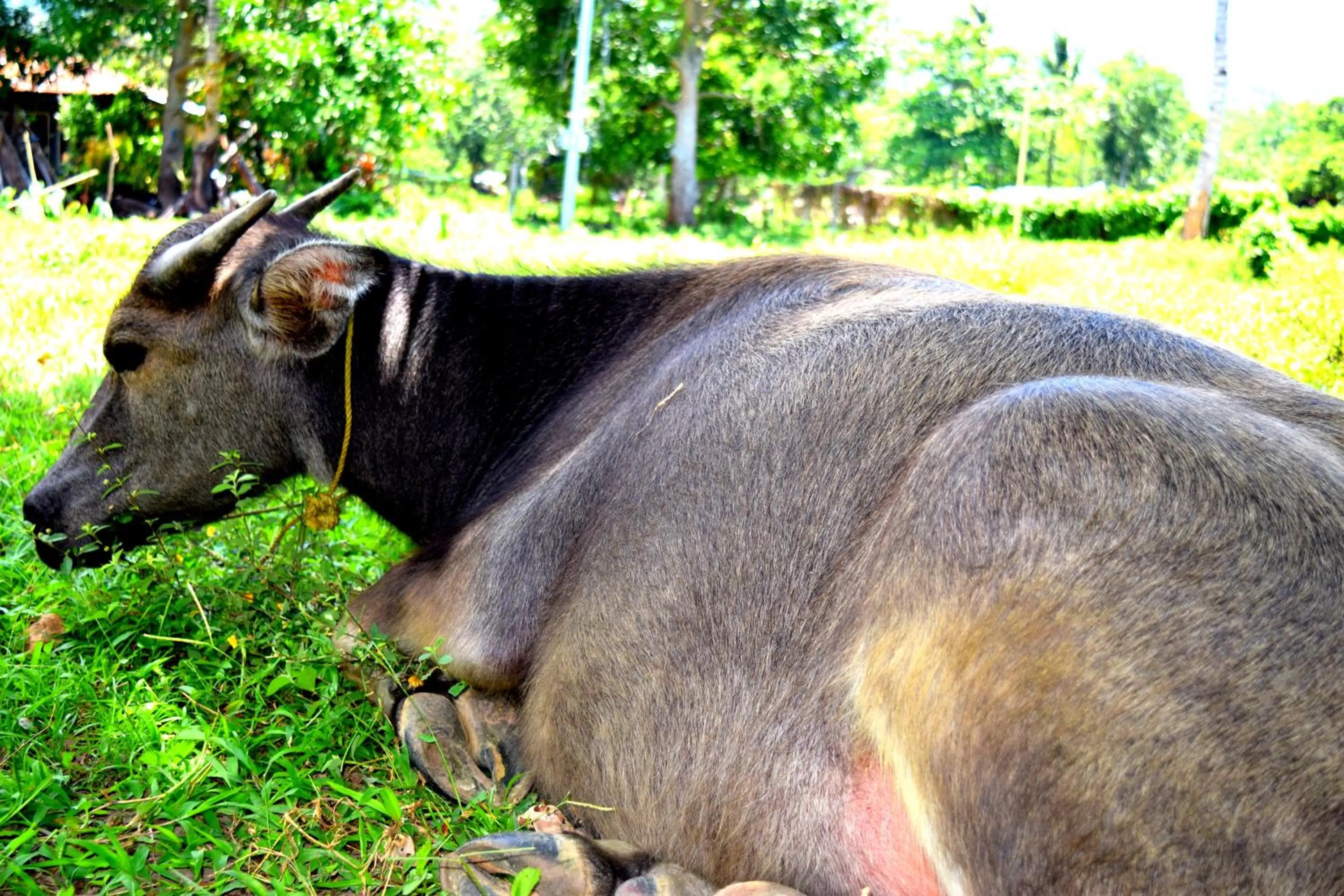 Animals in Guerrera Rice Paddy Villas