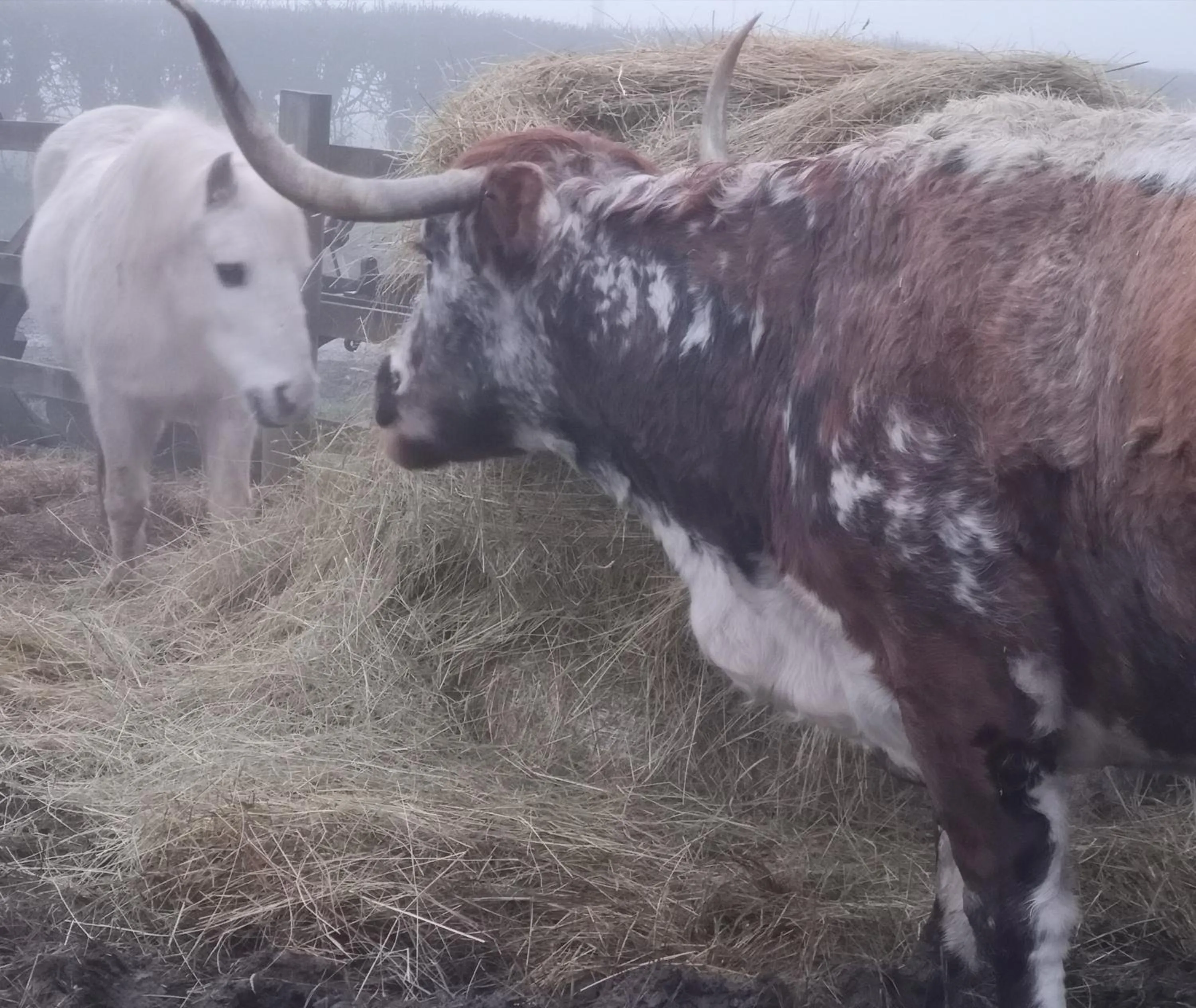 Animals in Brampton Dales Farm
