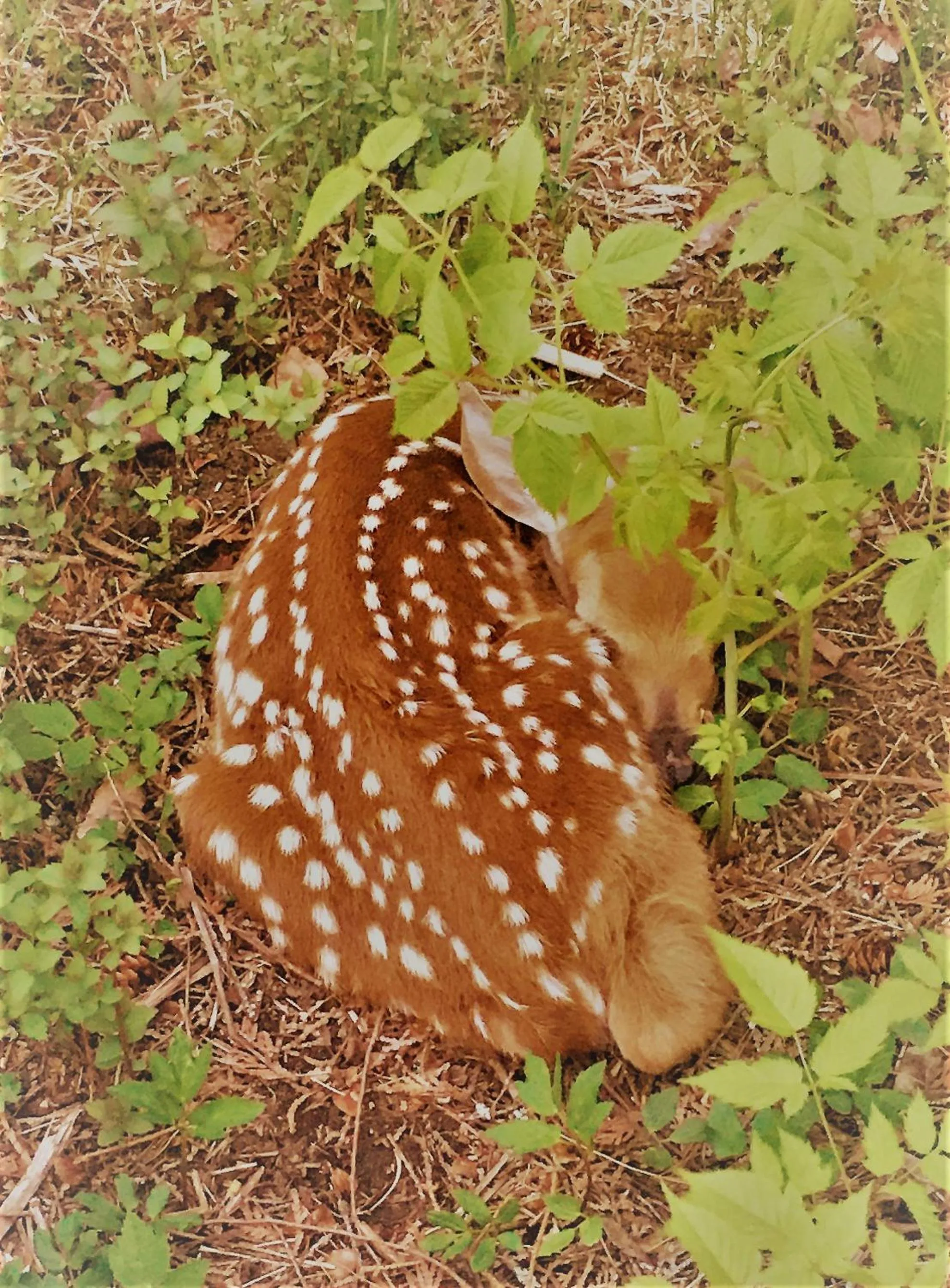 Garden in Auberge Clos-Joli