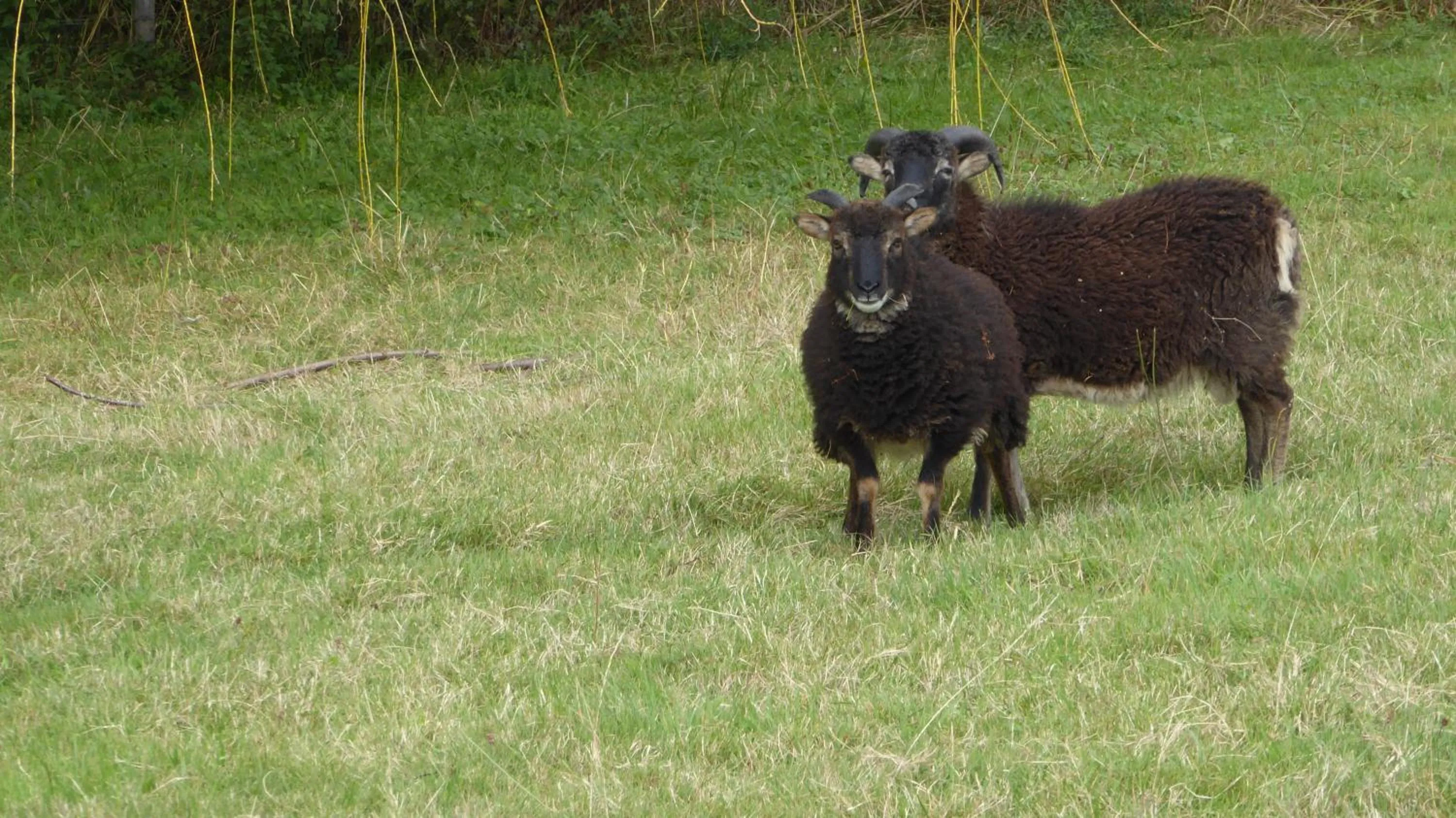 Animals in Relais des Chaux