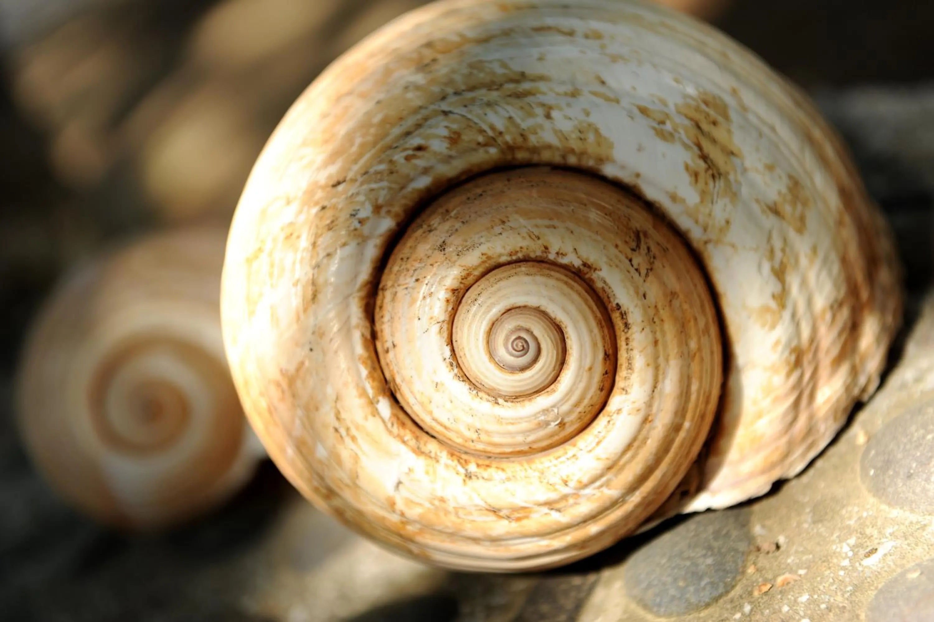 Decorative detail in Delfinia Hotel & Bungalows