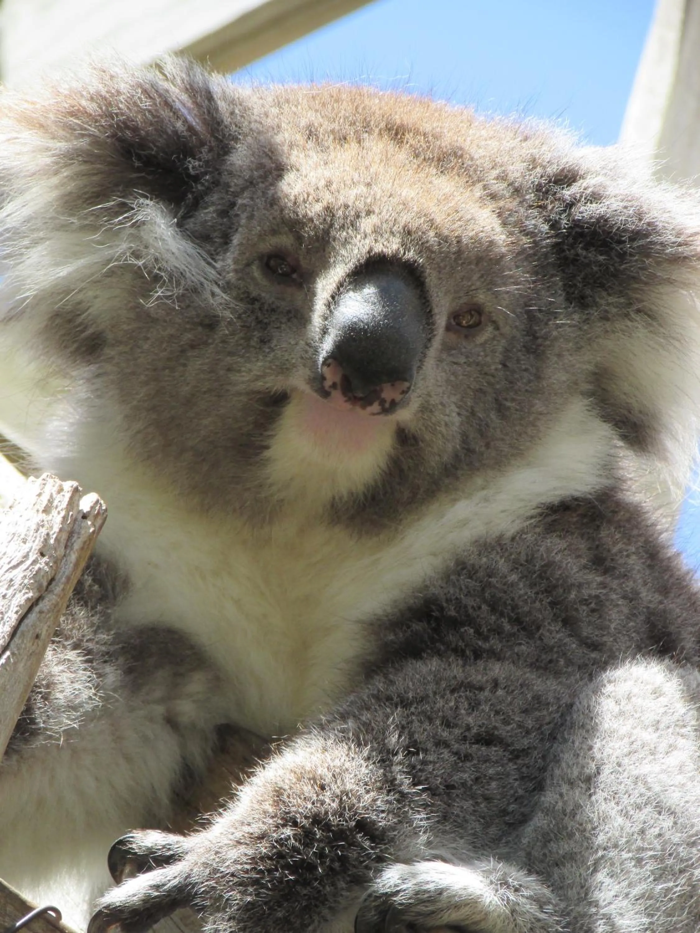 Animals in Lazy Days Cottage - Victor Harbor