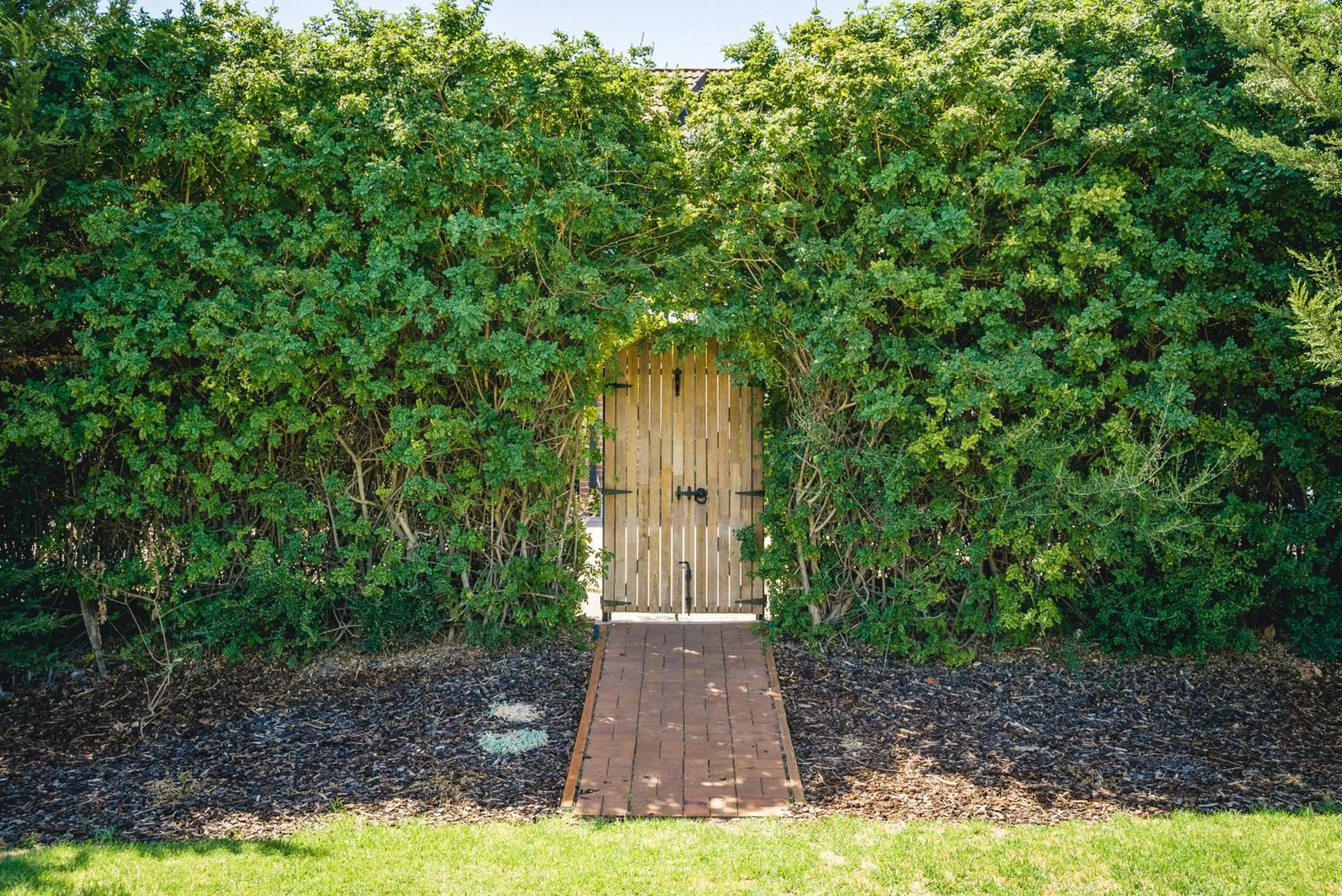 Garden in Mick O'Sheas