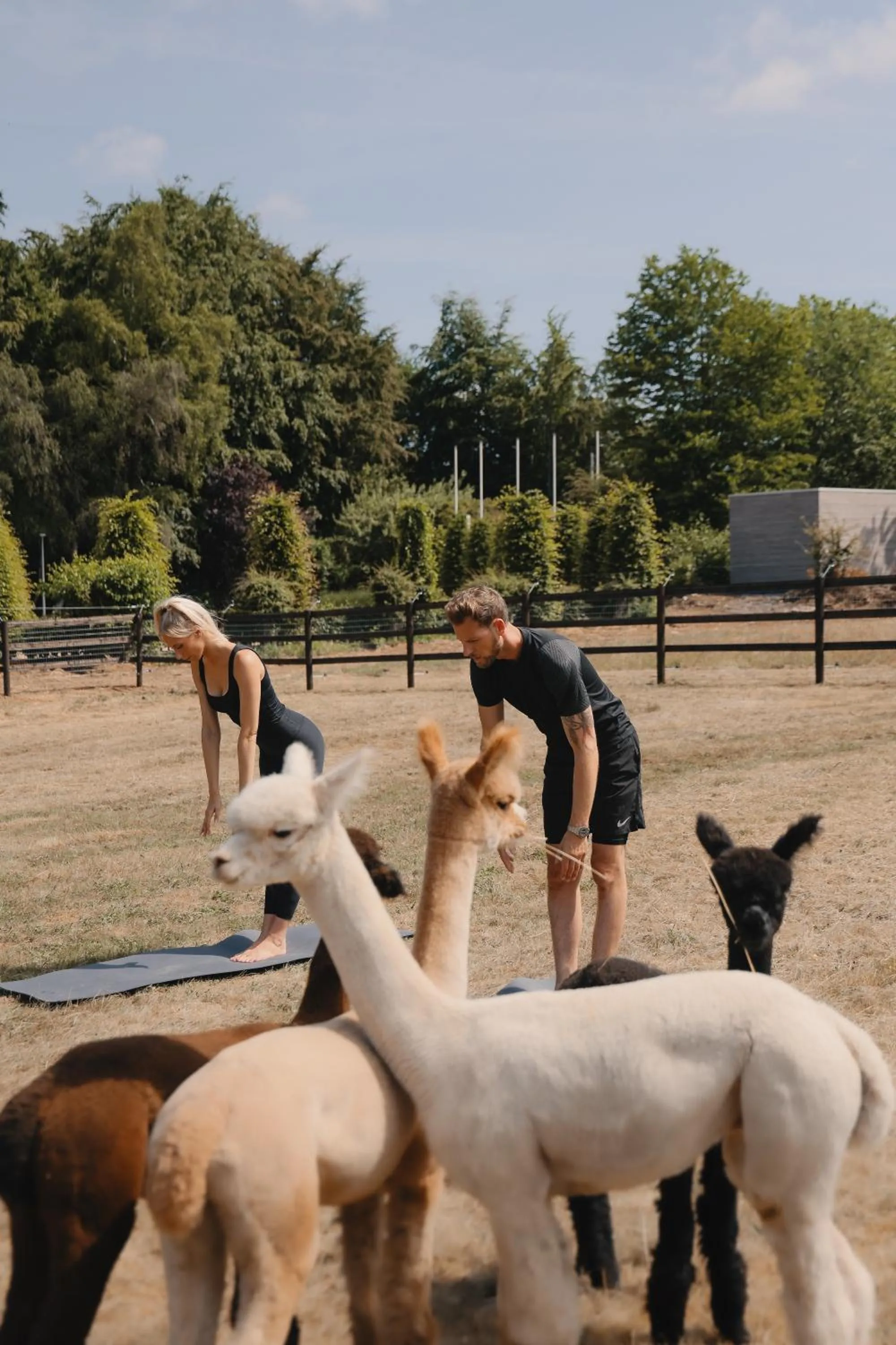 Animals in Domaine Des Hautes Fagnes