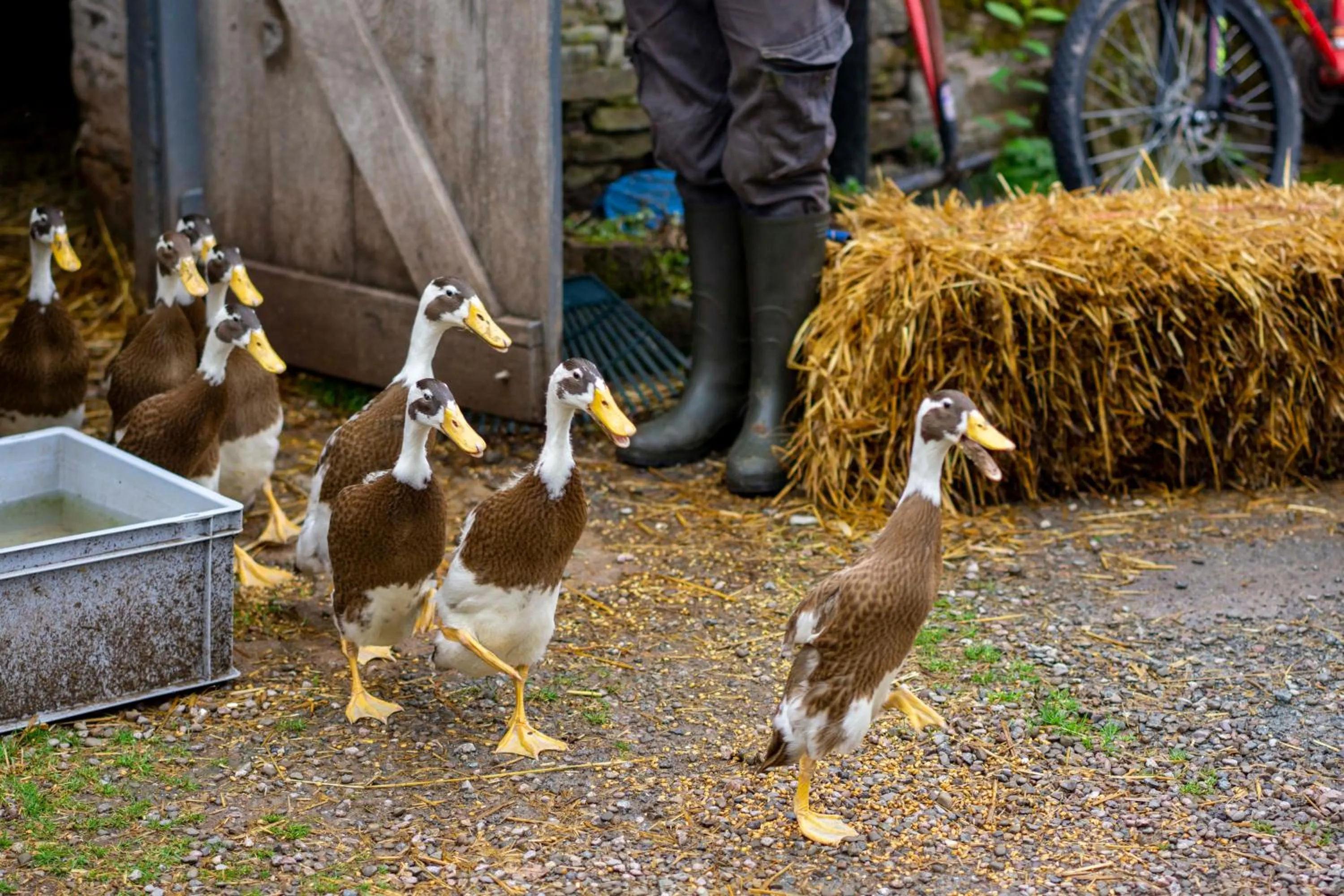 Llan-Y-Coed Farm Stay