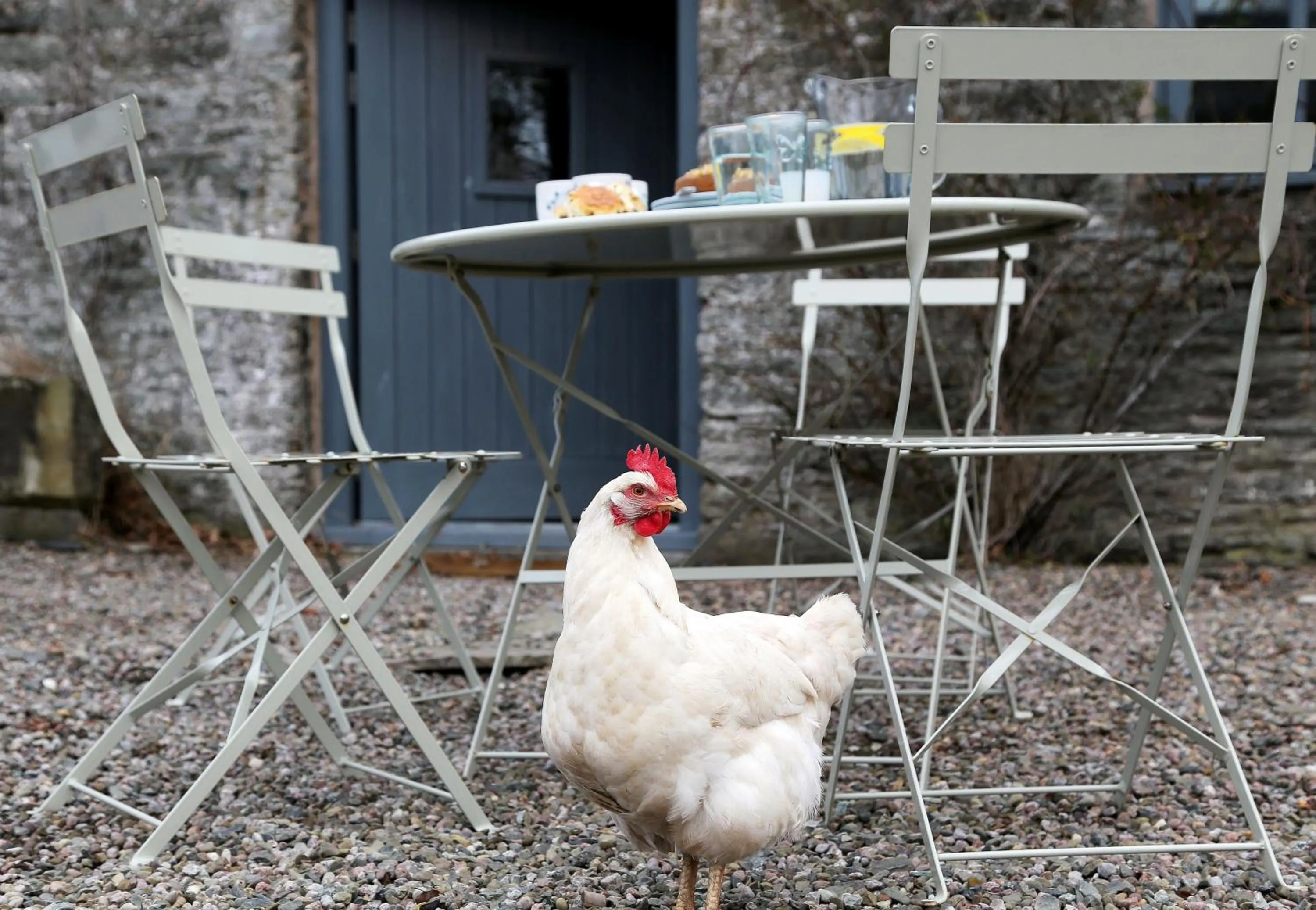 Garden in Llan-Y-Coed Farm Stay