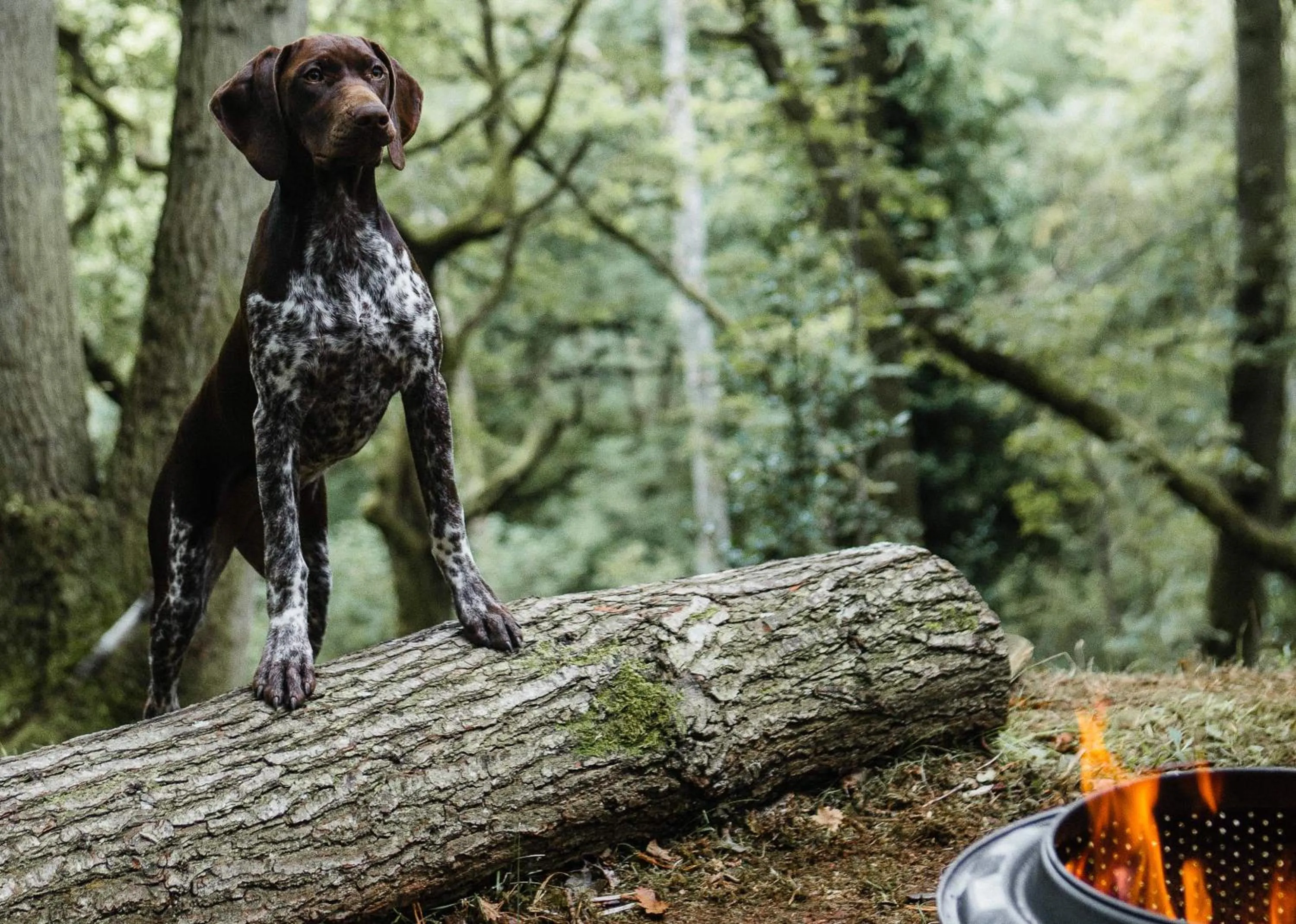 Pets in Llan-Y-Coed Farm Stay
