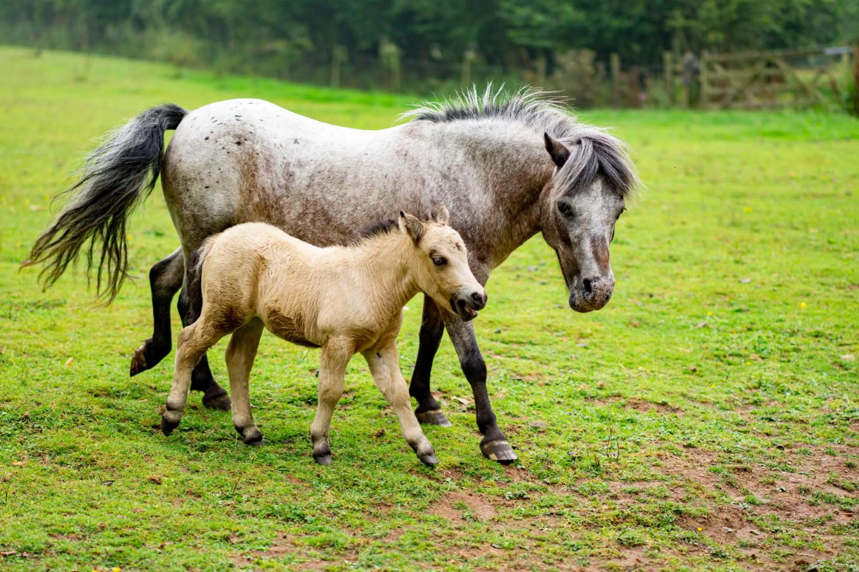 Llan-Y-Coed Farm Stay
