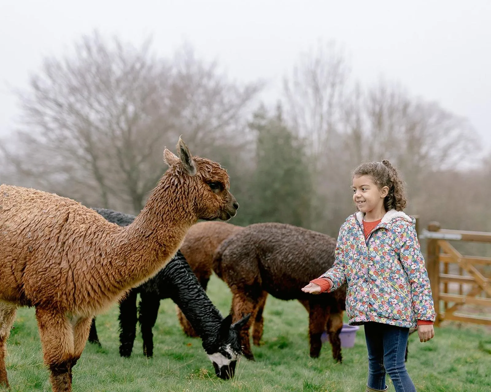 Llan-Y-Coed Farm Stay