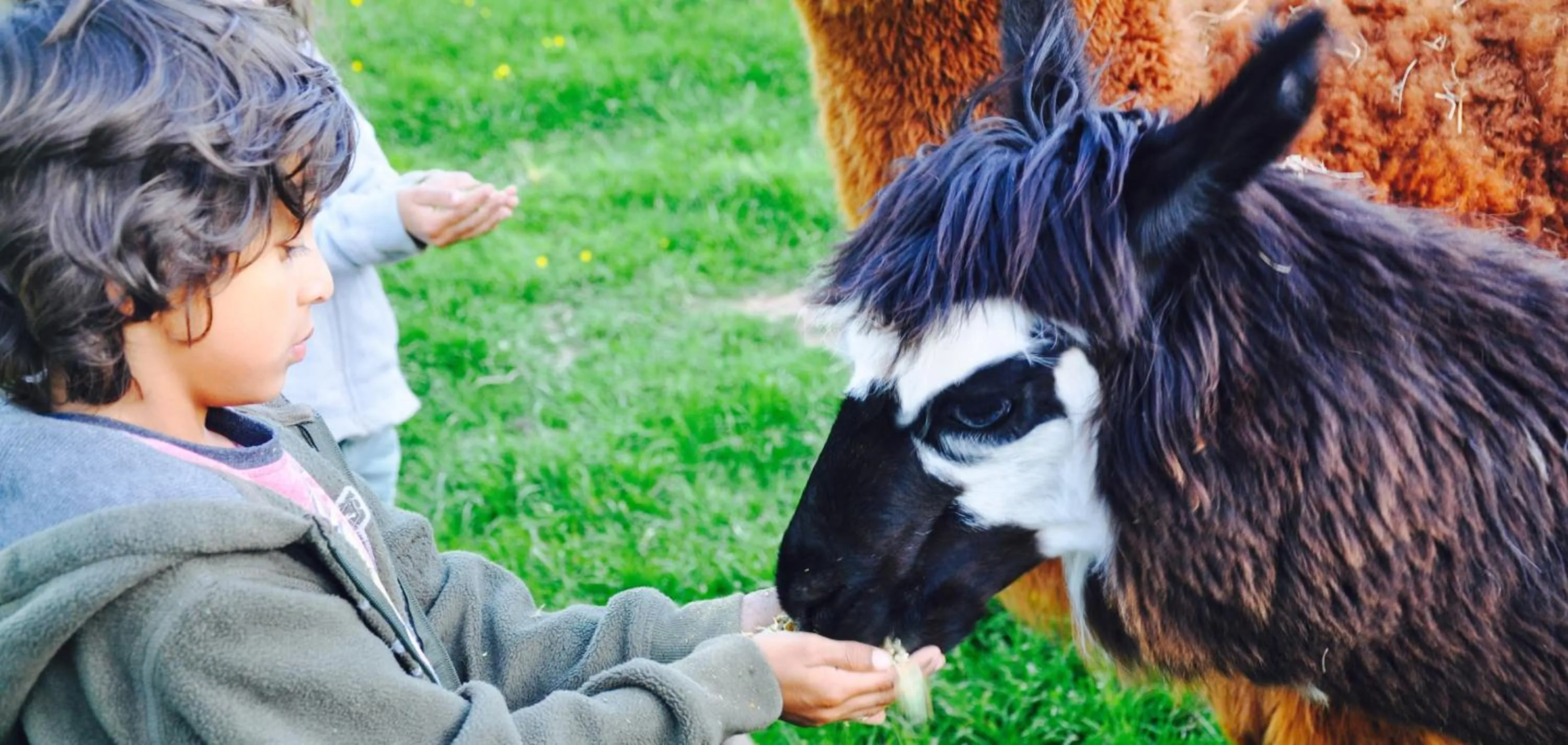 Activities in Llan-Y-Coed Farm Stay
