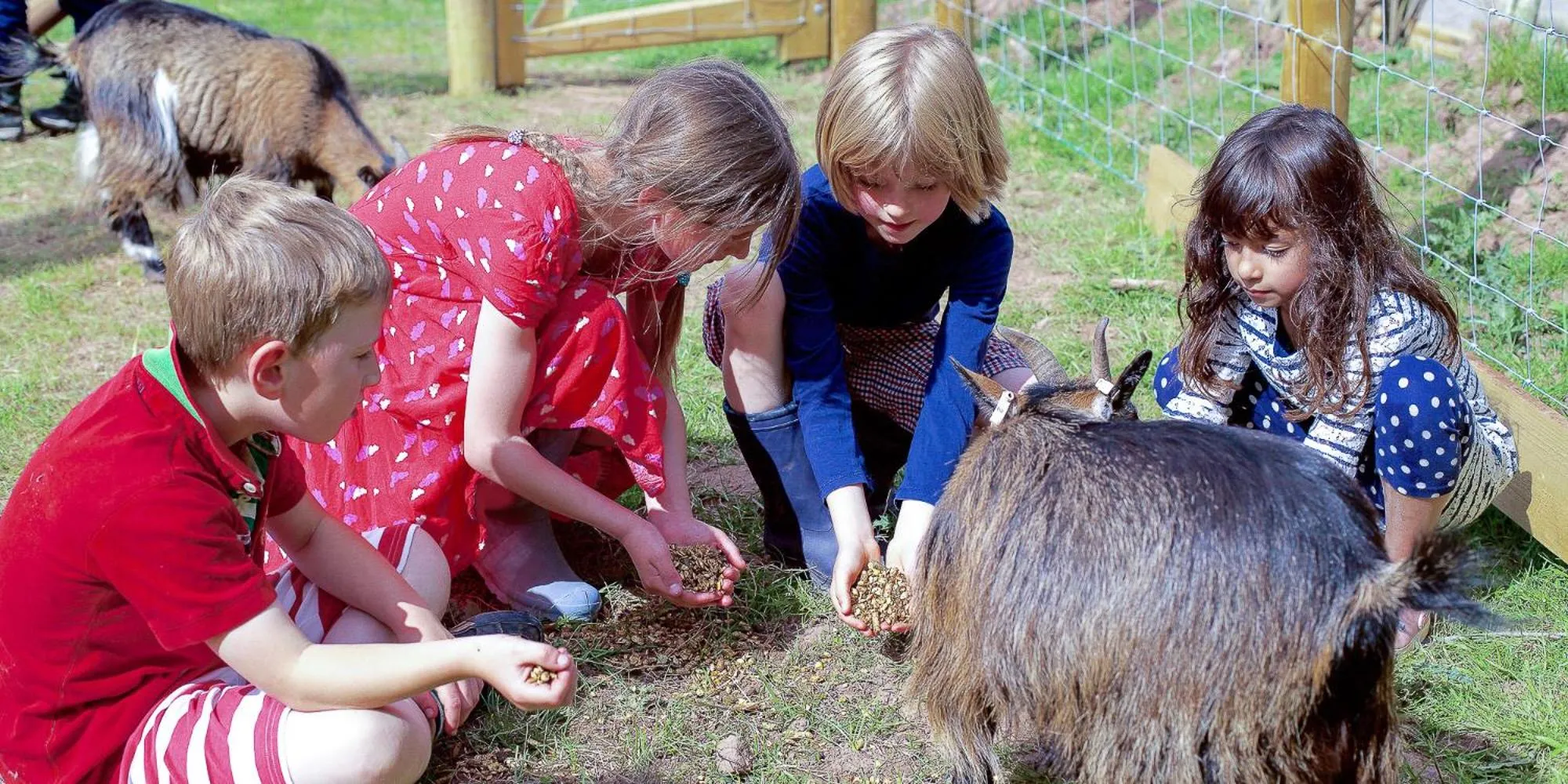 Activities in Llan-Y-Coed Farm Stay