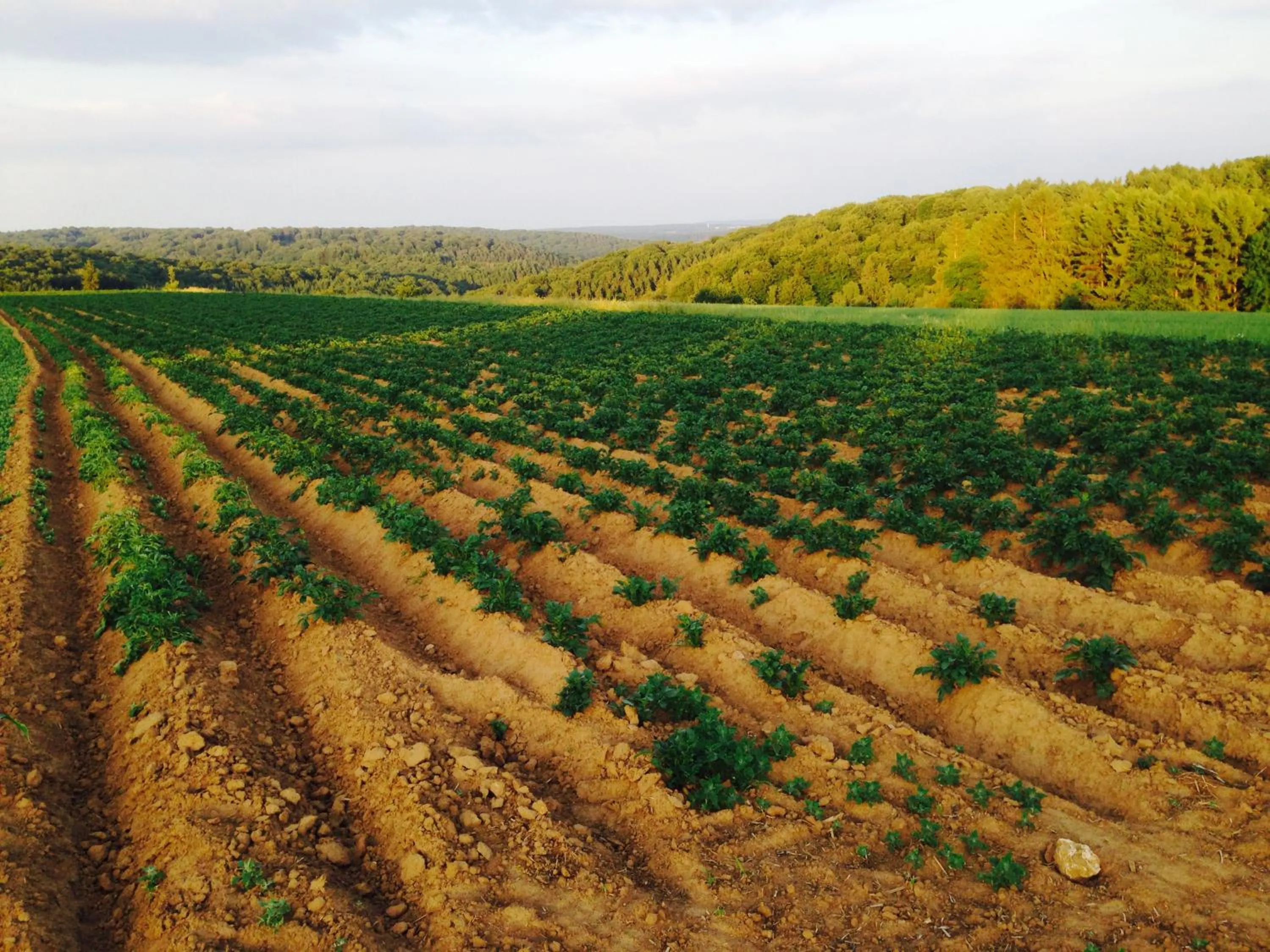 Hostellerie du Peiffeschof, The Originals Relais