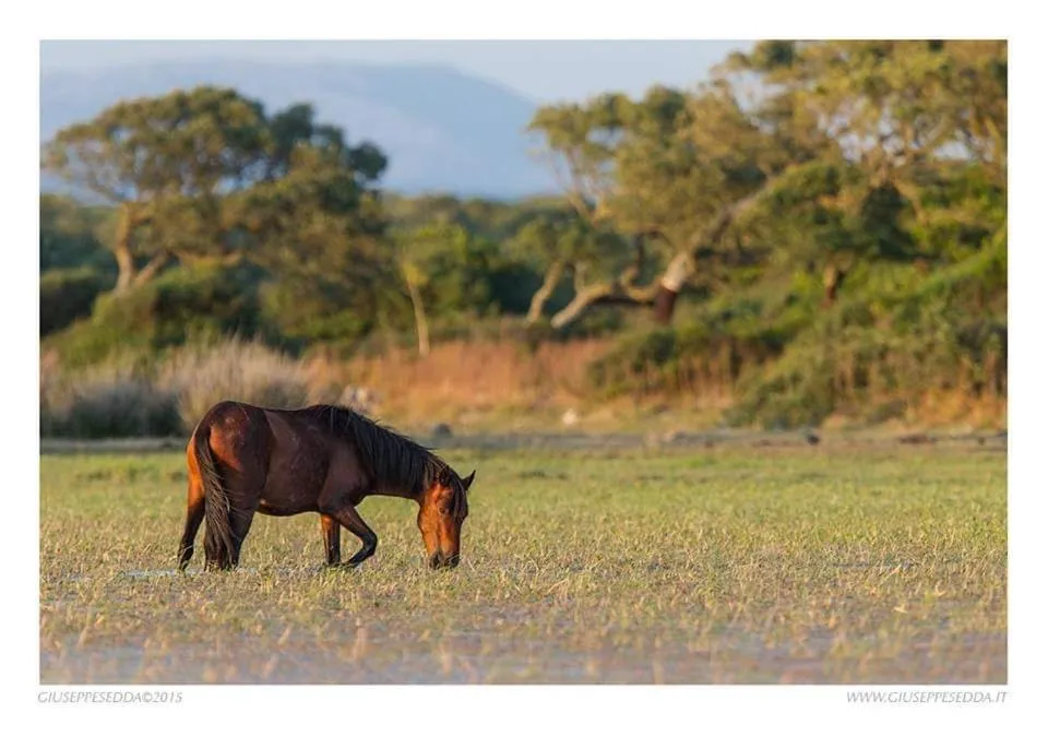 Casa Susanna Rural Sardinia