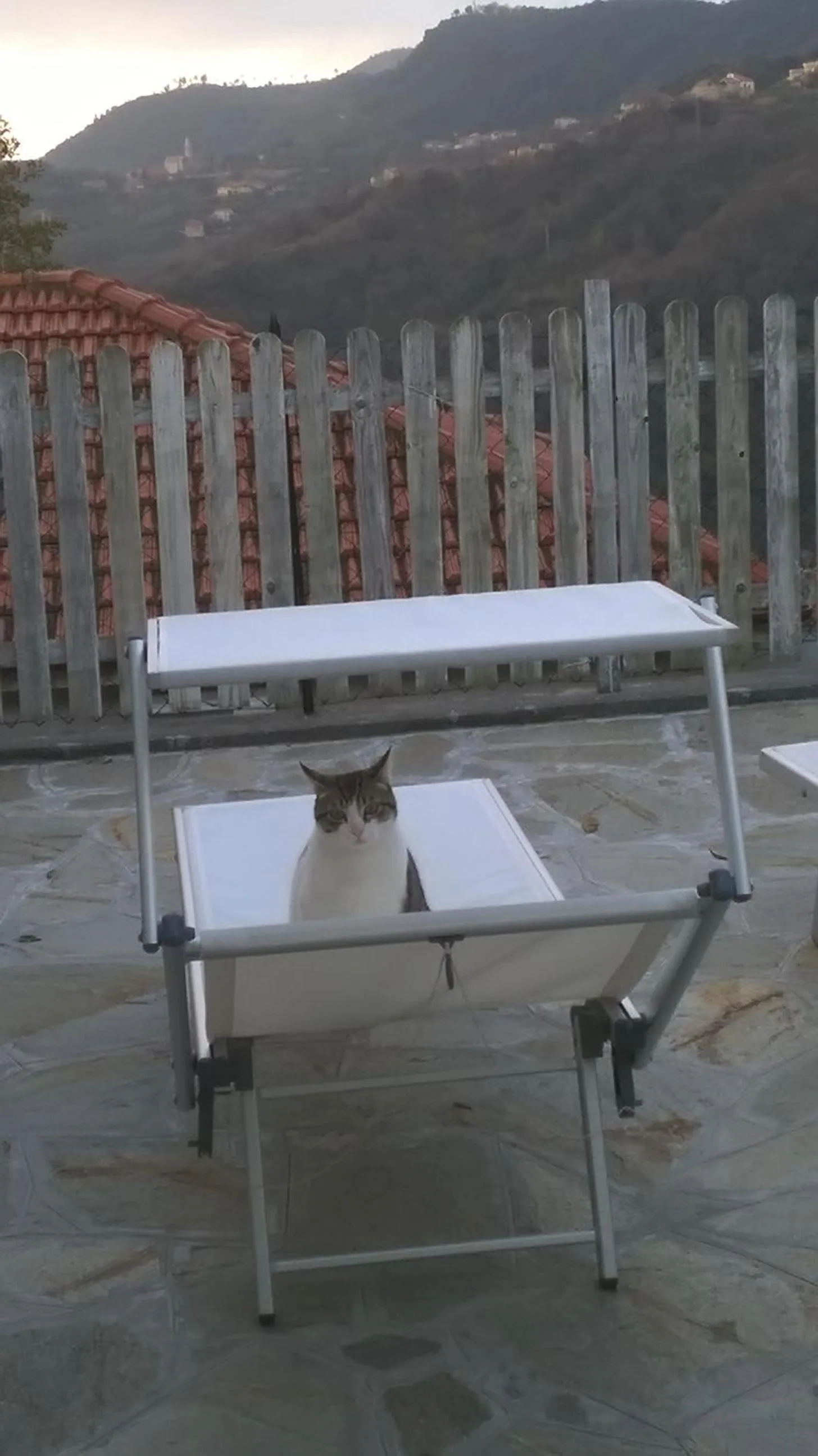 Pets in B&B Elfo degli Ulivi