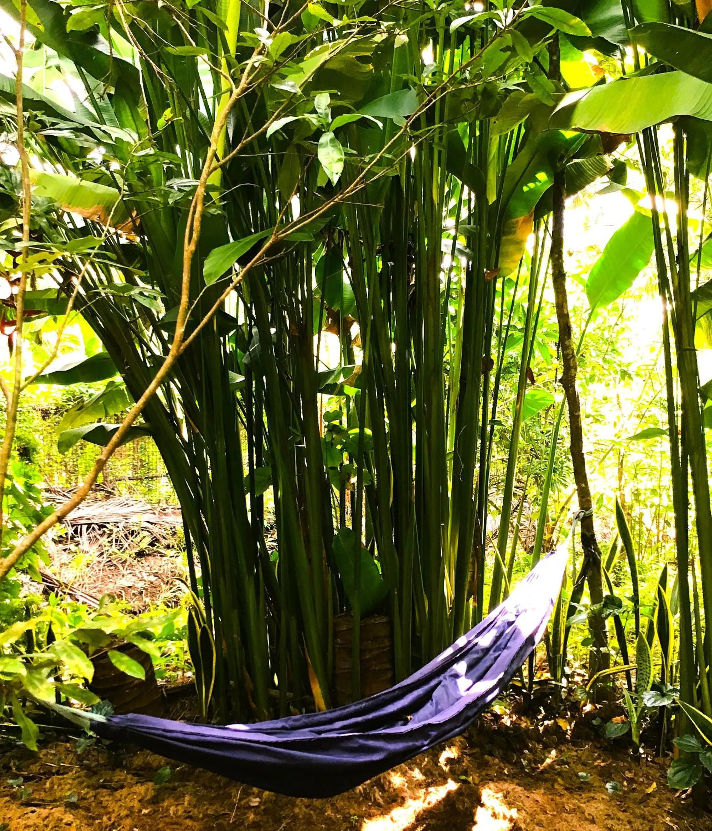 Natural landscape in Ben Tre Farm Stay