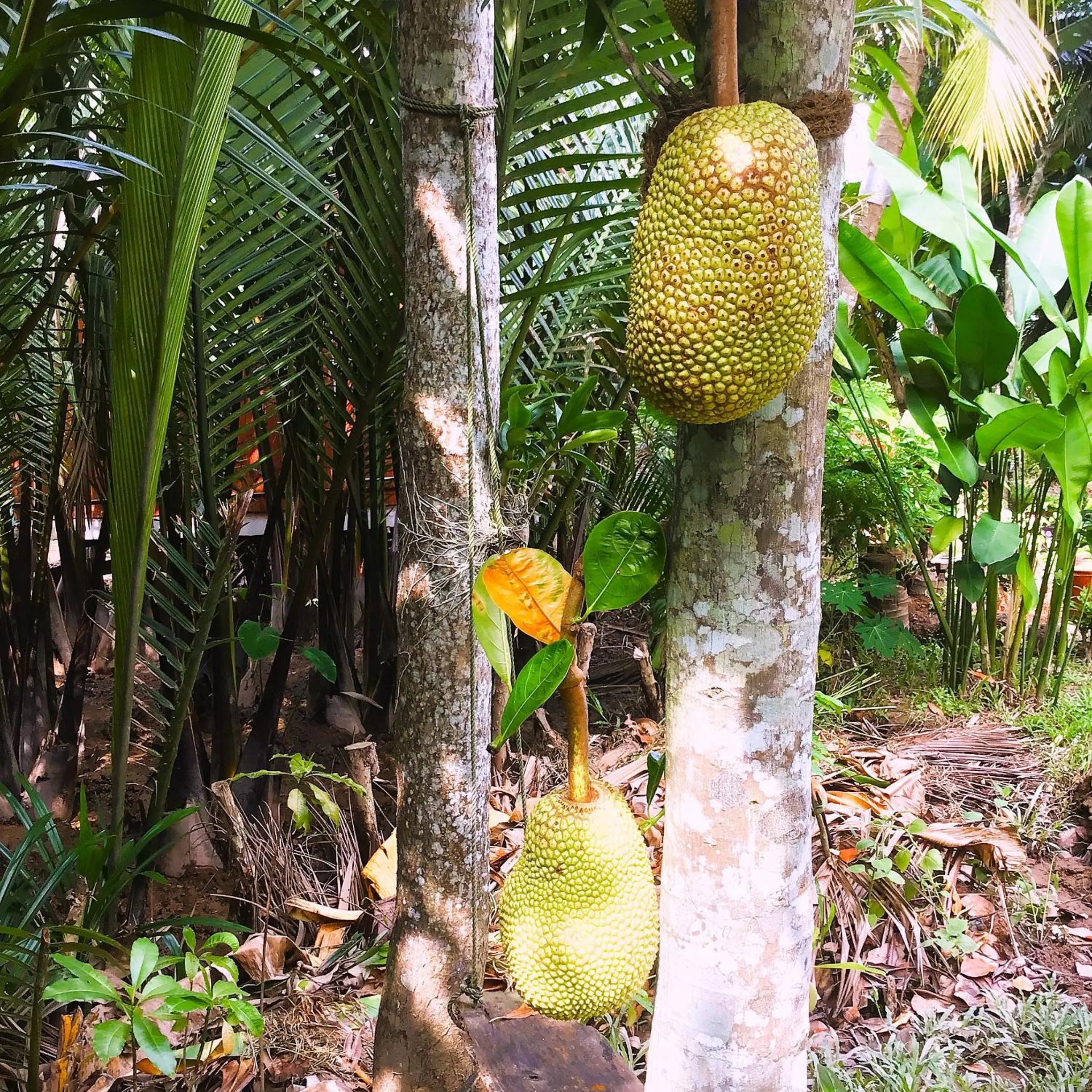 Garden in Ben Tre Farm Stay
