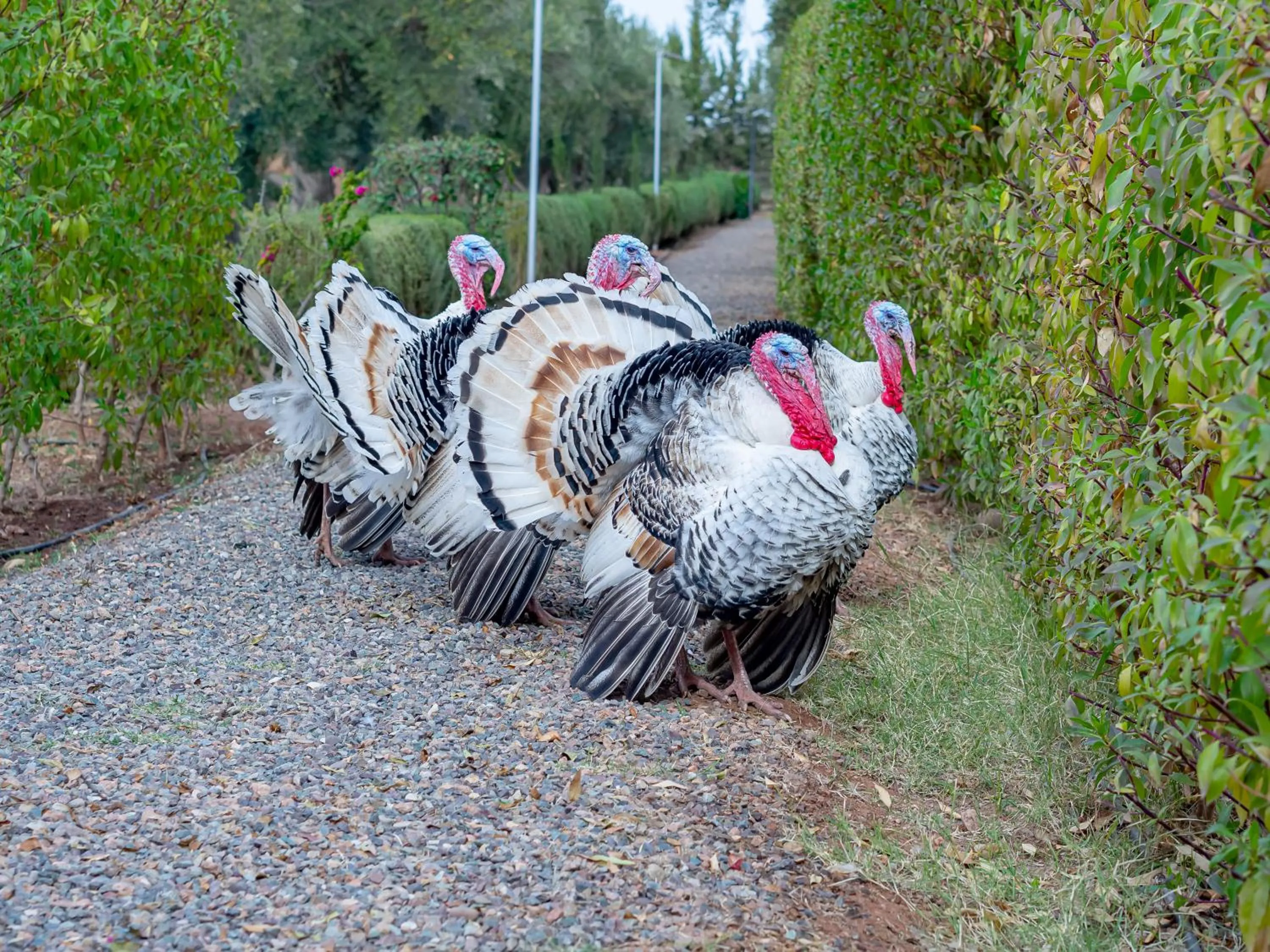 Day in Ferme Sidi Safou & Spa