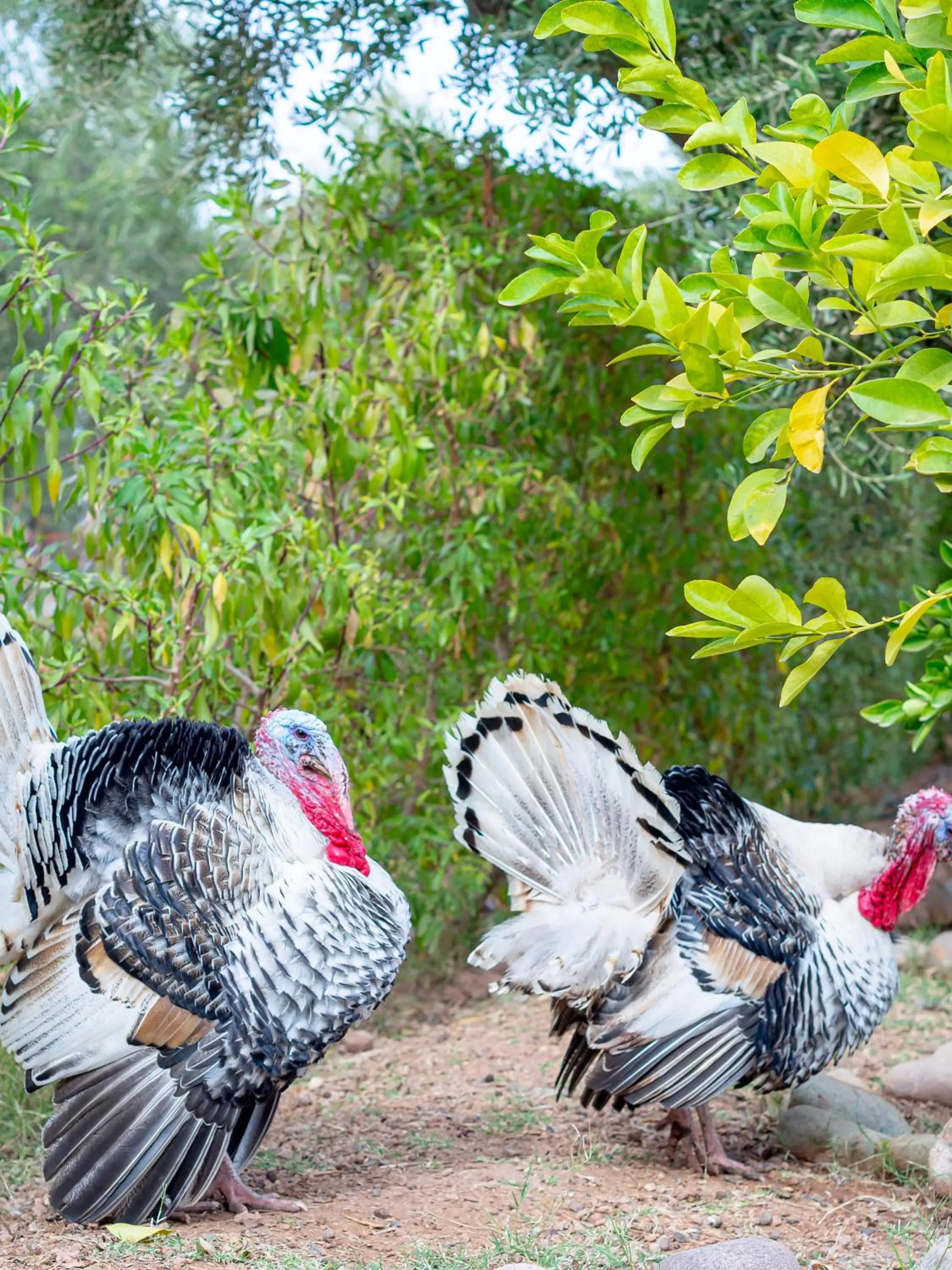 Day in Ferme Sidi Safou & Spa