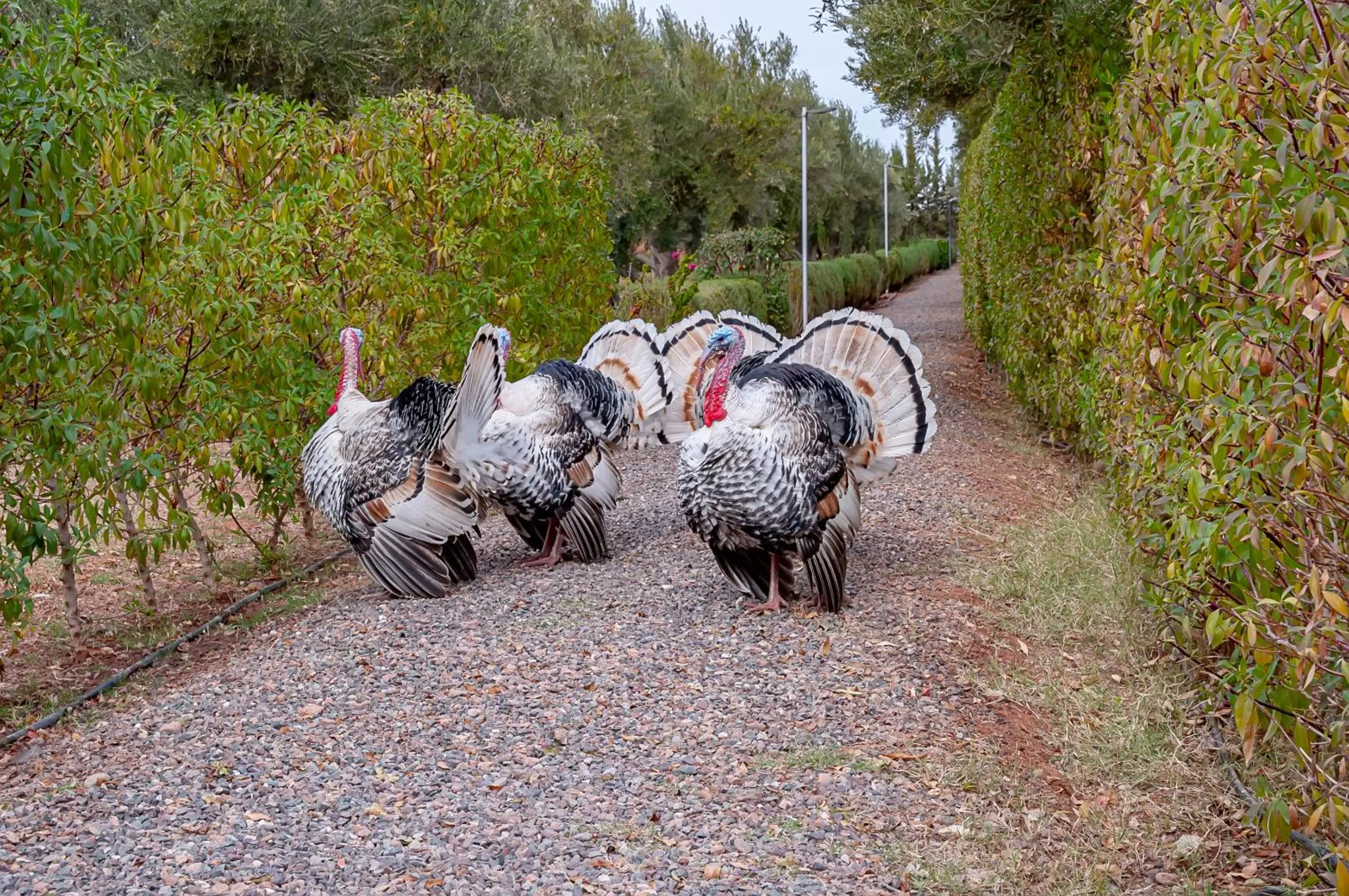 Day in Ferme Sidi Safou & Spa