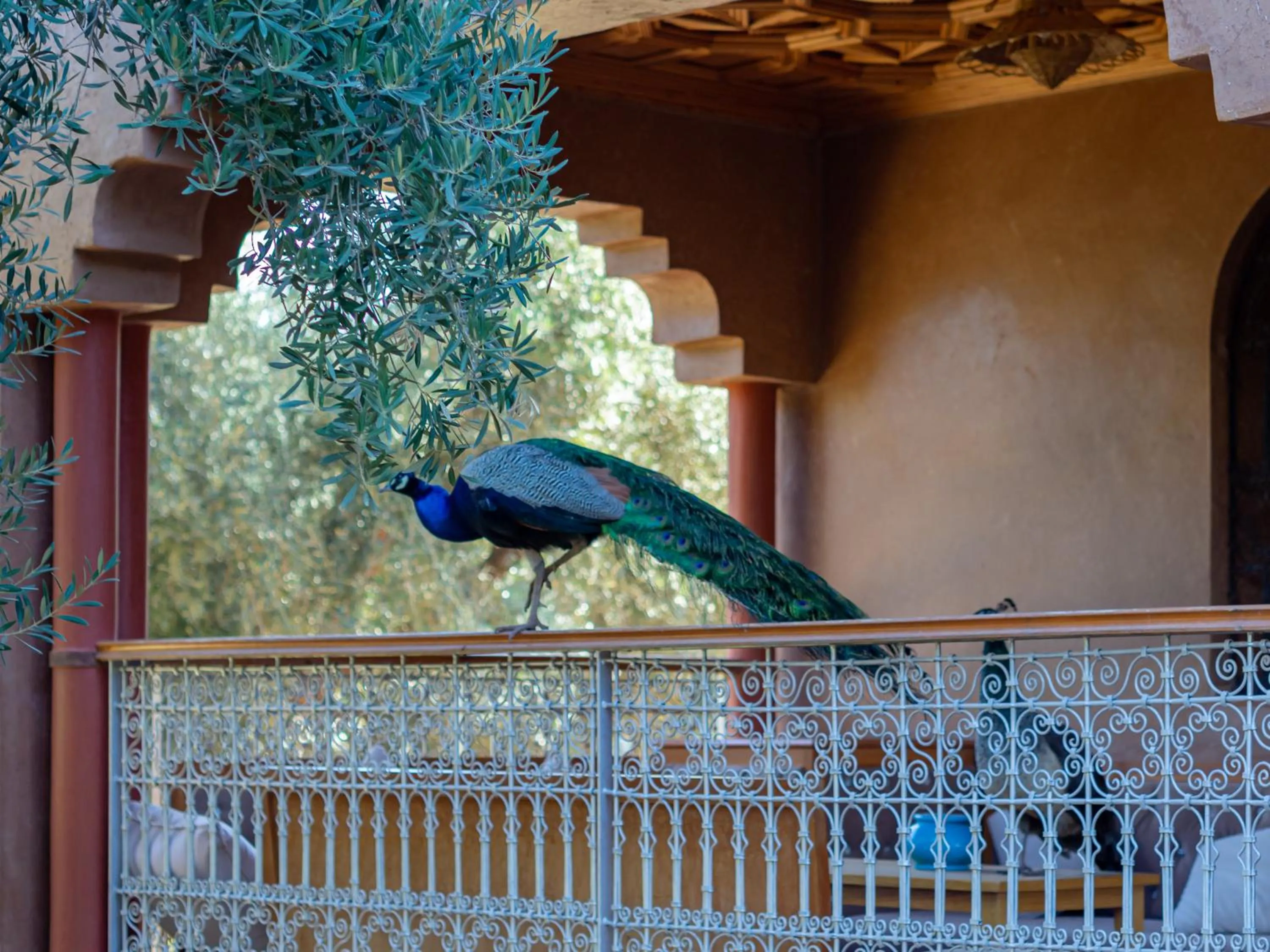Animals in Ferme Sidi Safou & Spa