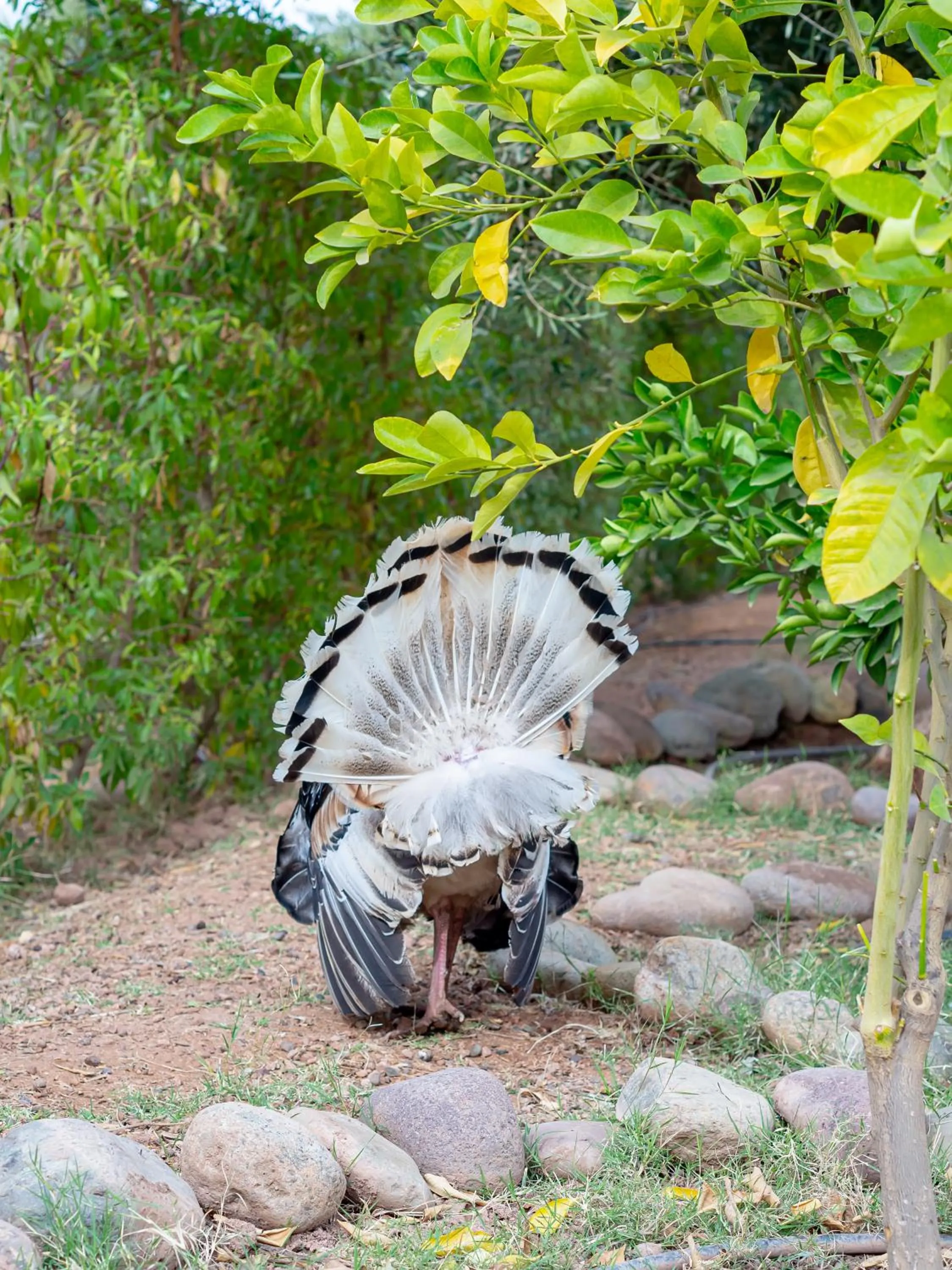 Spring in Ferme Sidi Safou & Spa