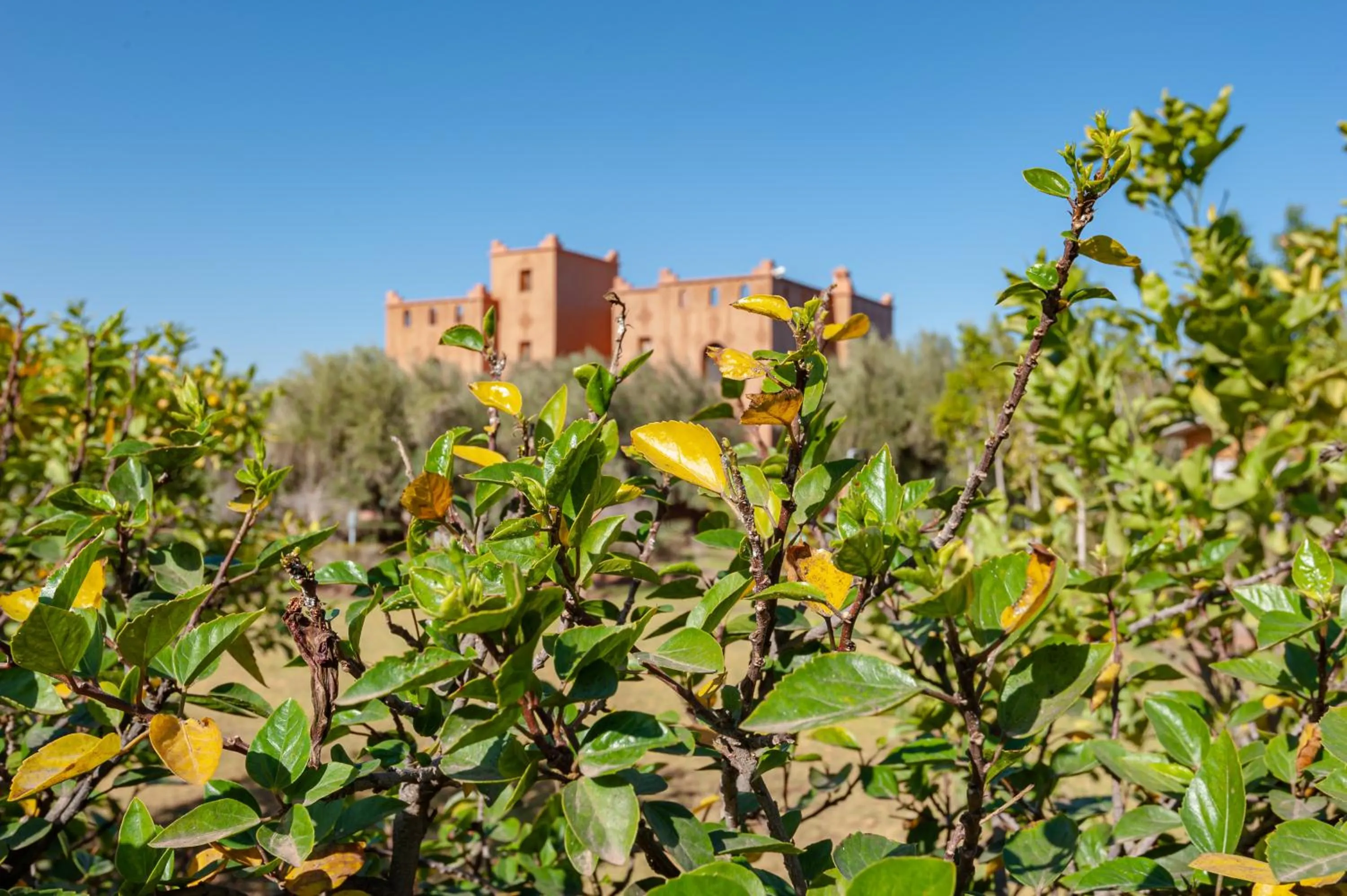 Natural landscape in Ferme Sidi Safou & Spa