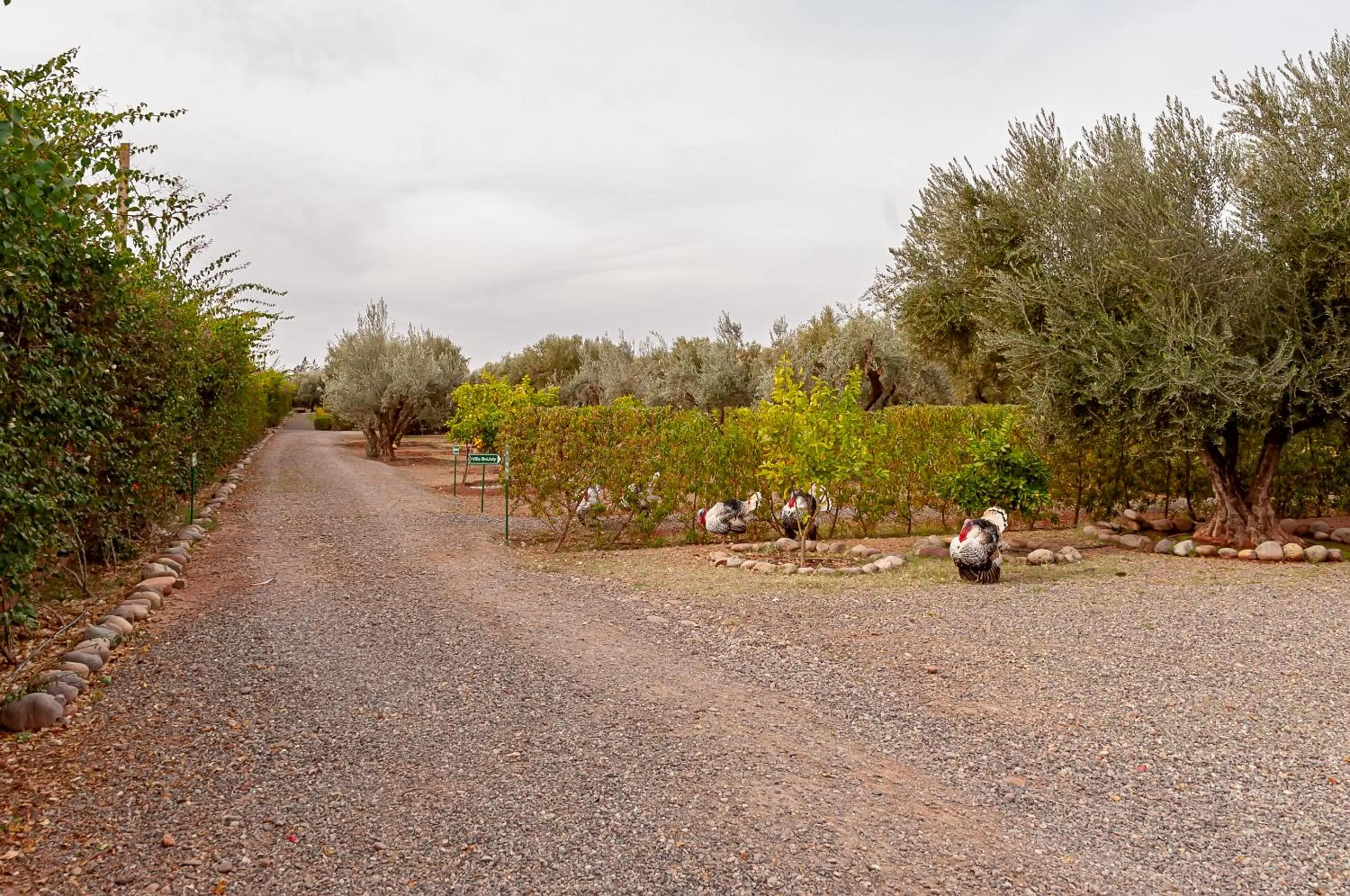 Spring in Ferme Sidi Safou & Spa