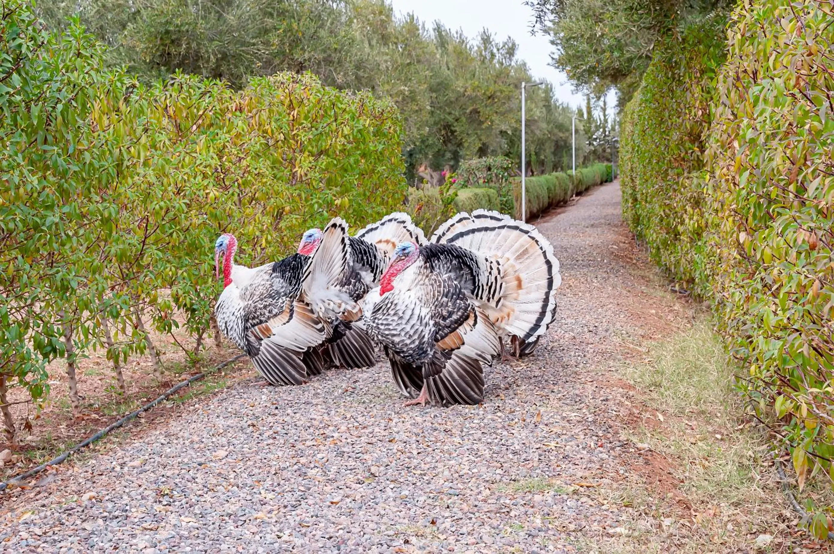 Animals in Ferme Sidi Safou & Spa