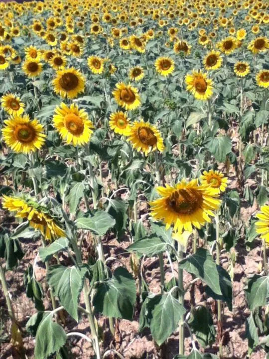 Natural landscape in Le Peyrail