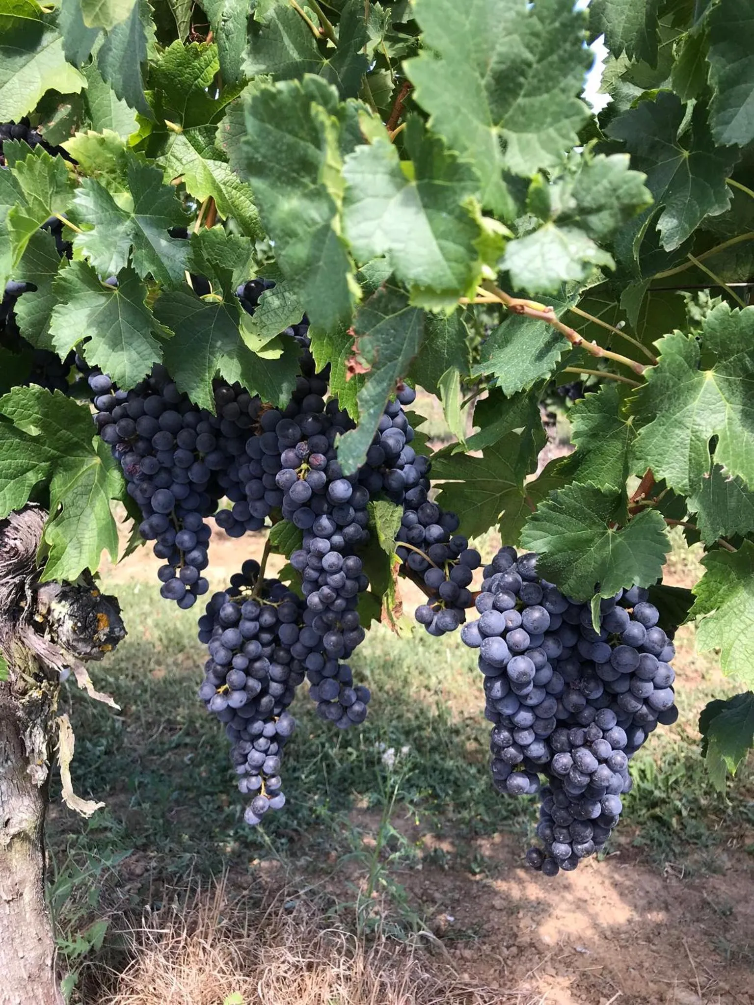 Garden in Le Peyrail