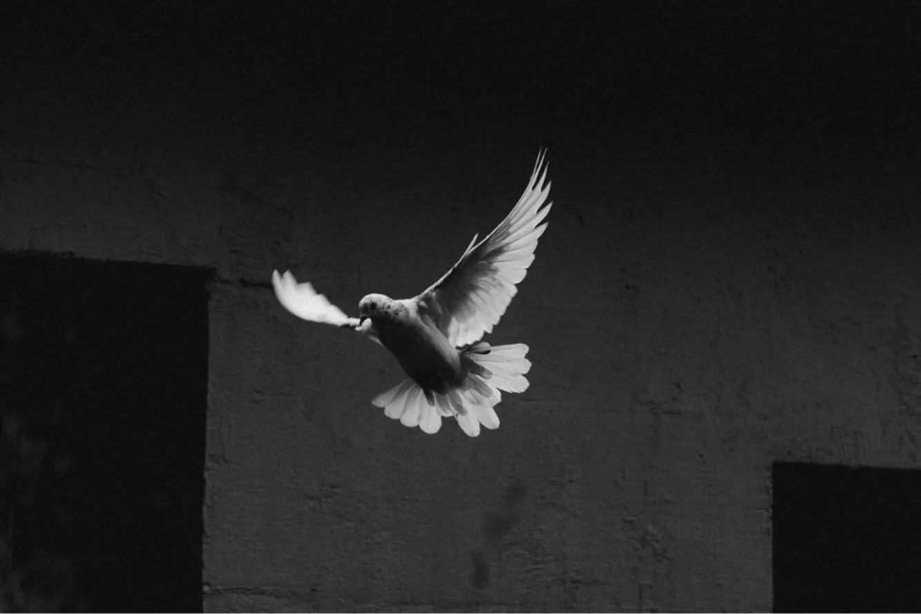 Animals in Le Peyrail