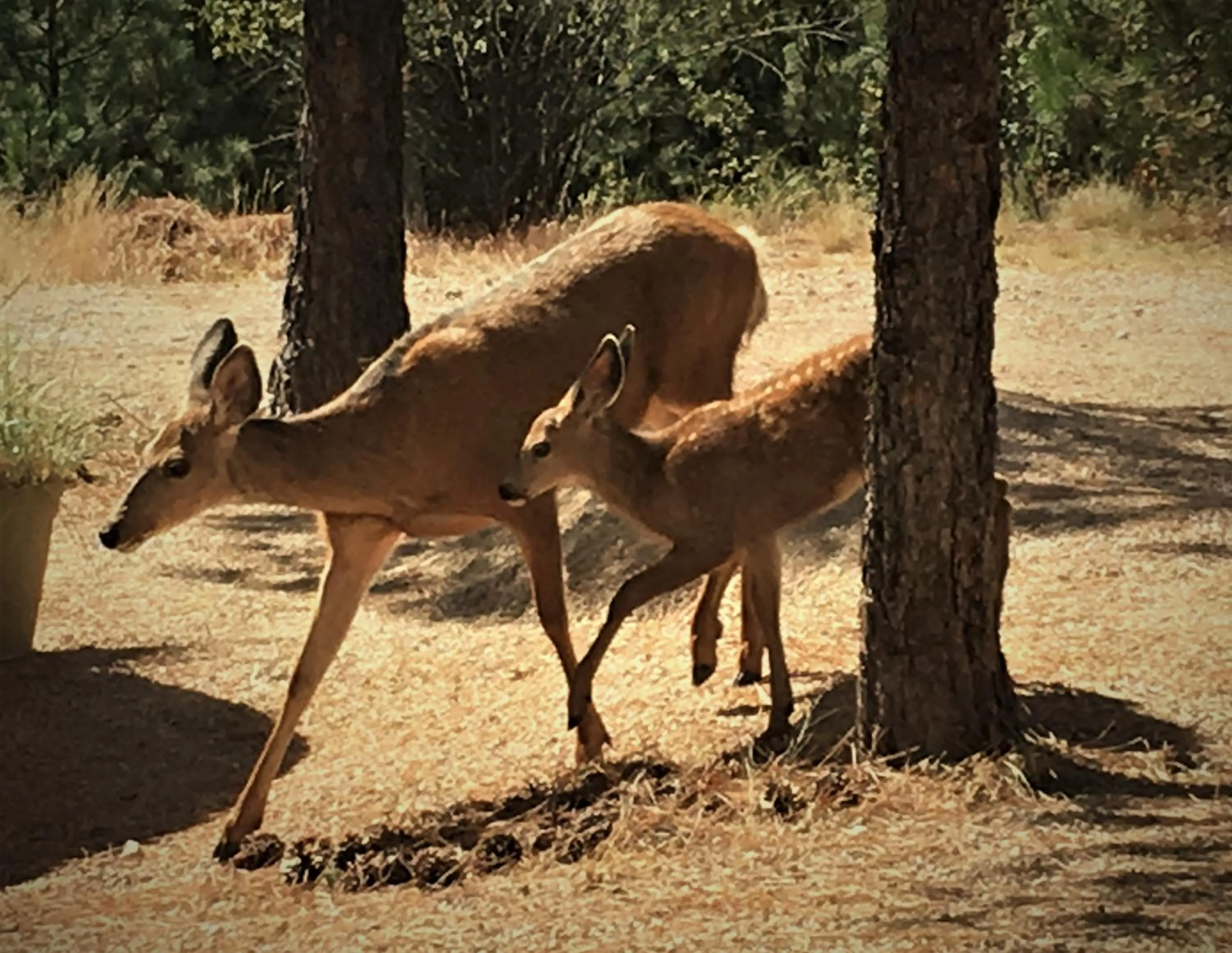 Animals in Casa Colina