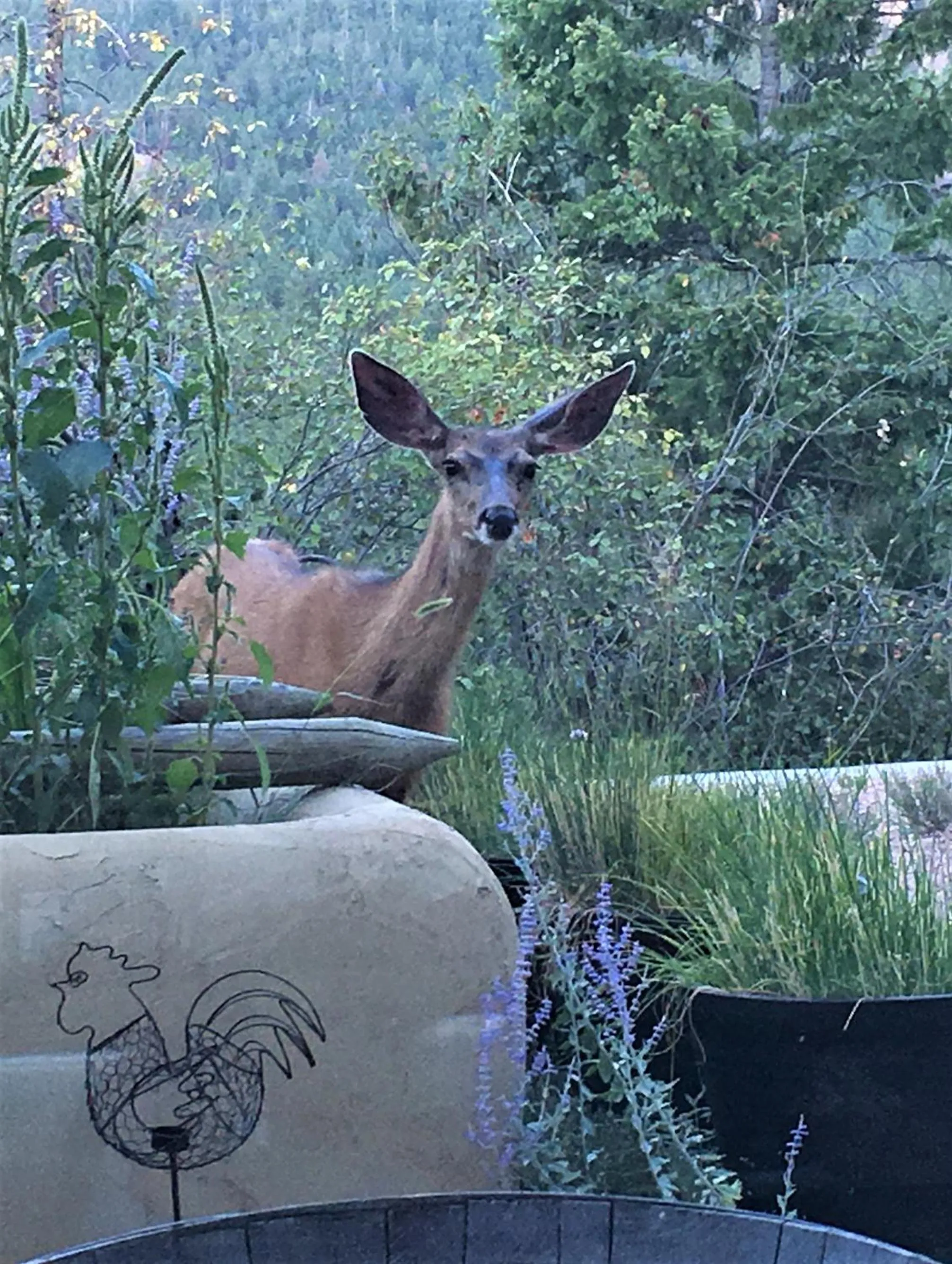 Animals in Casa Colina