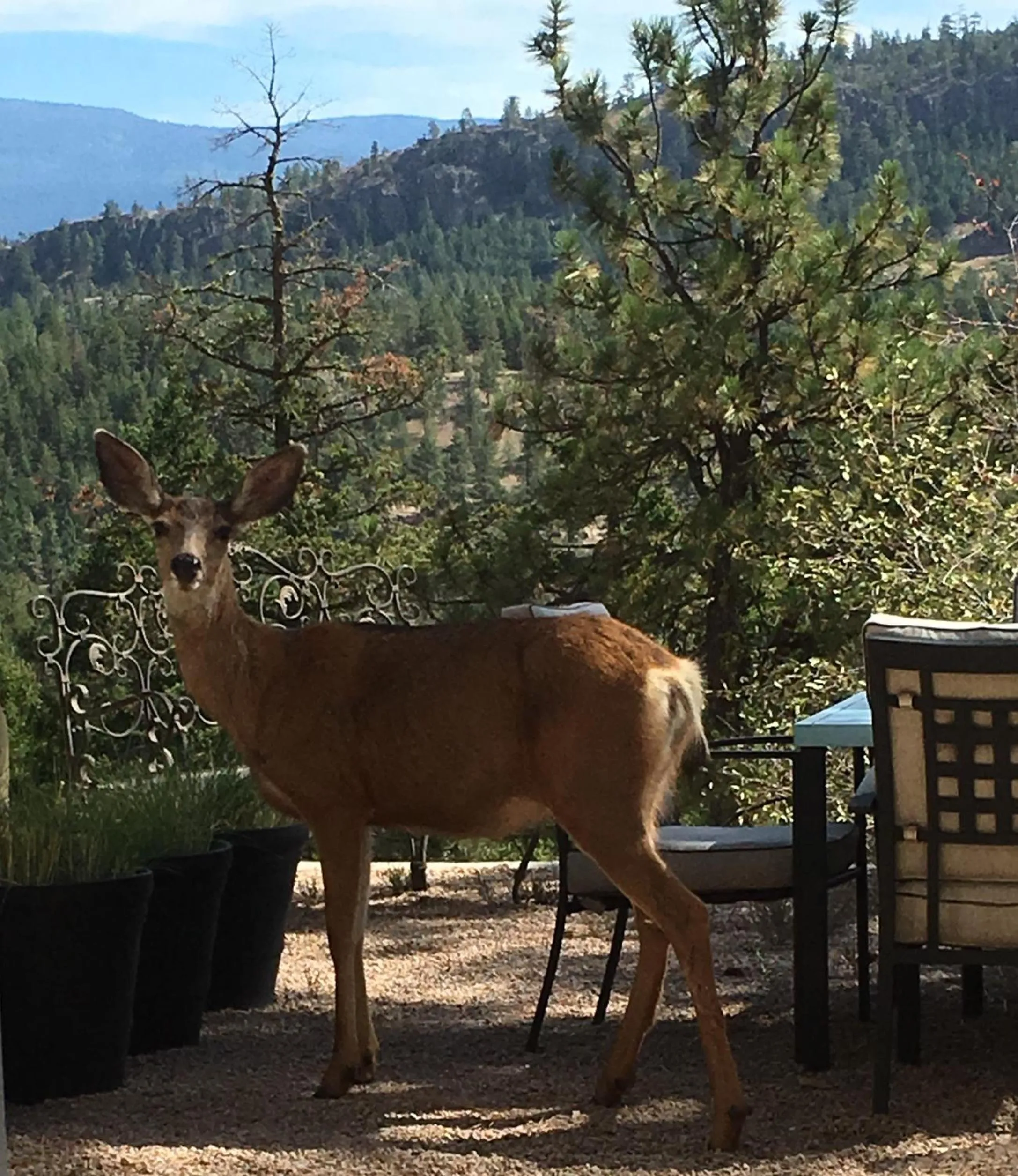 Animals in Casa Colina