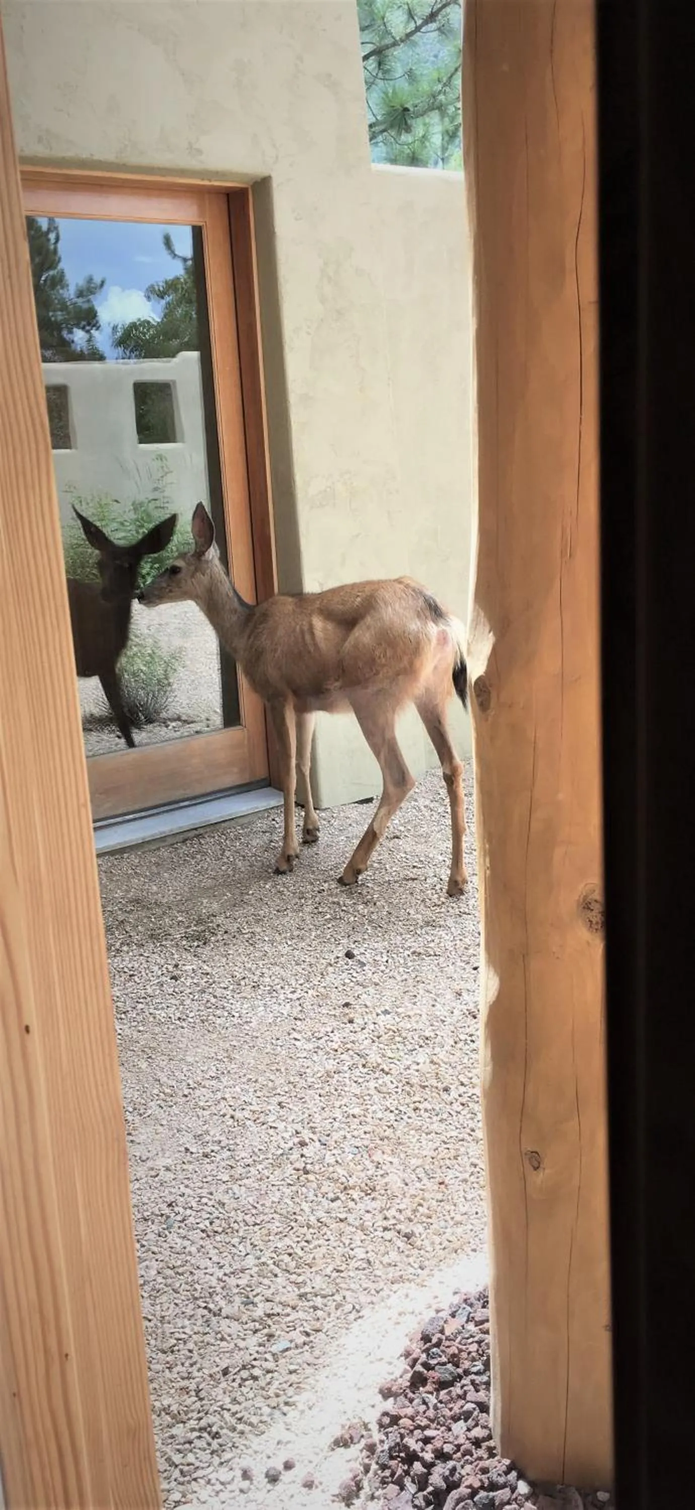 Animals in Casa Colina