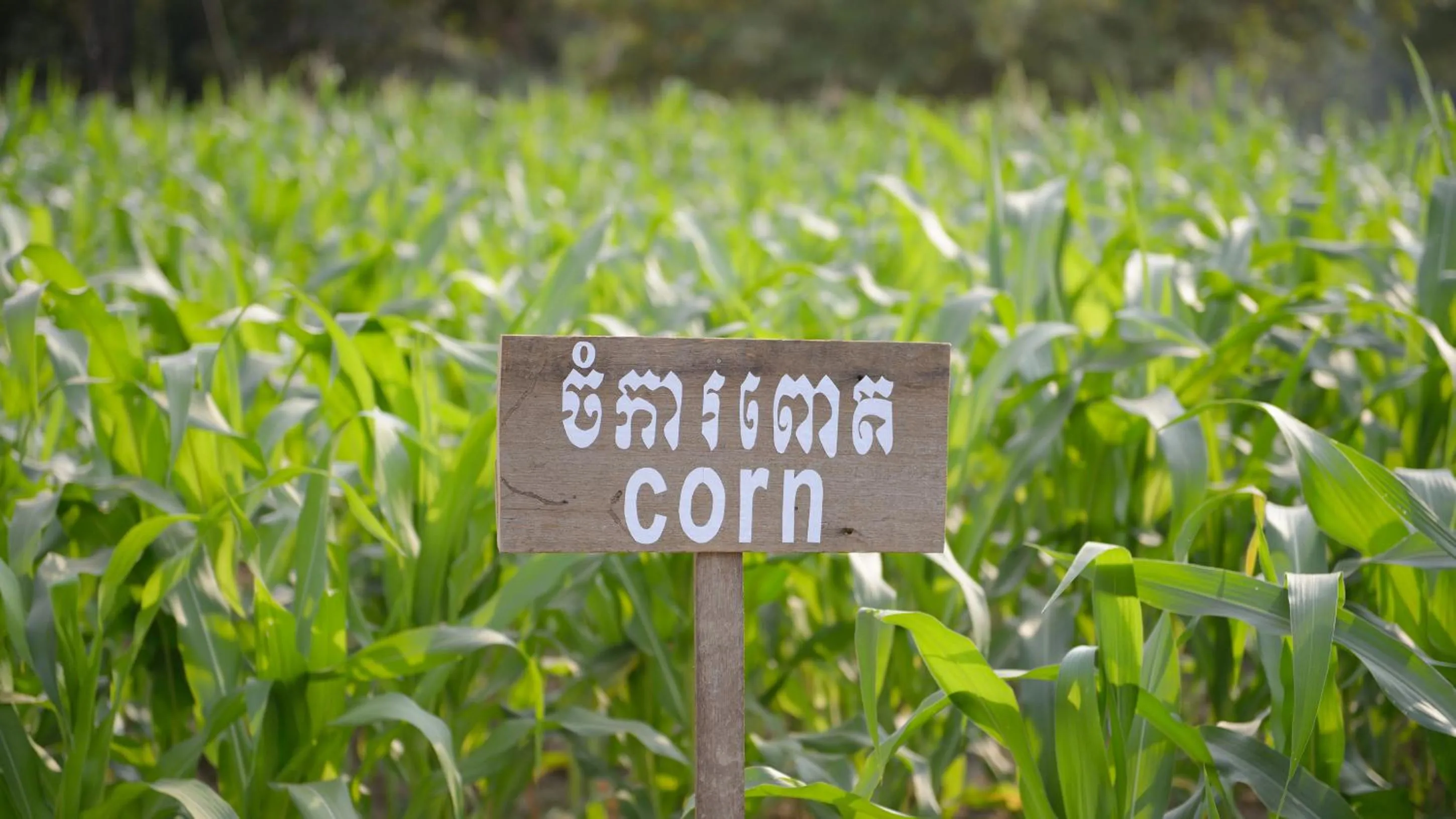 Natural landscape in The Beige